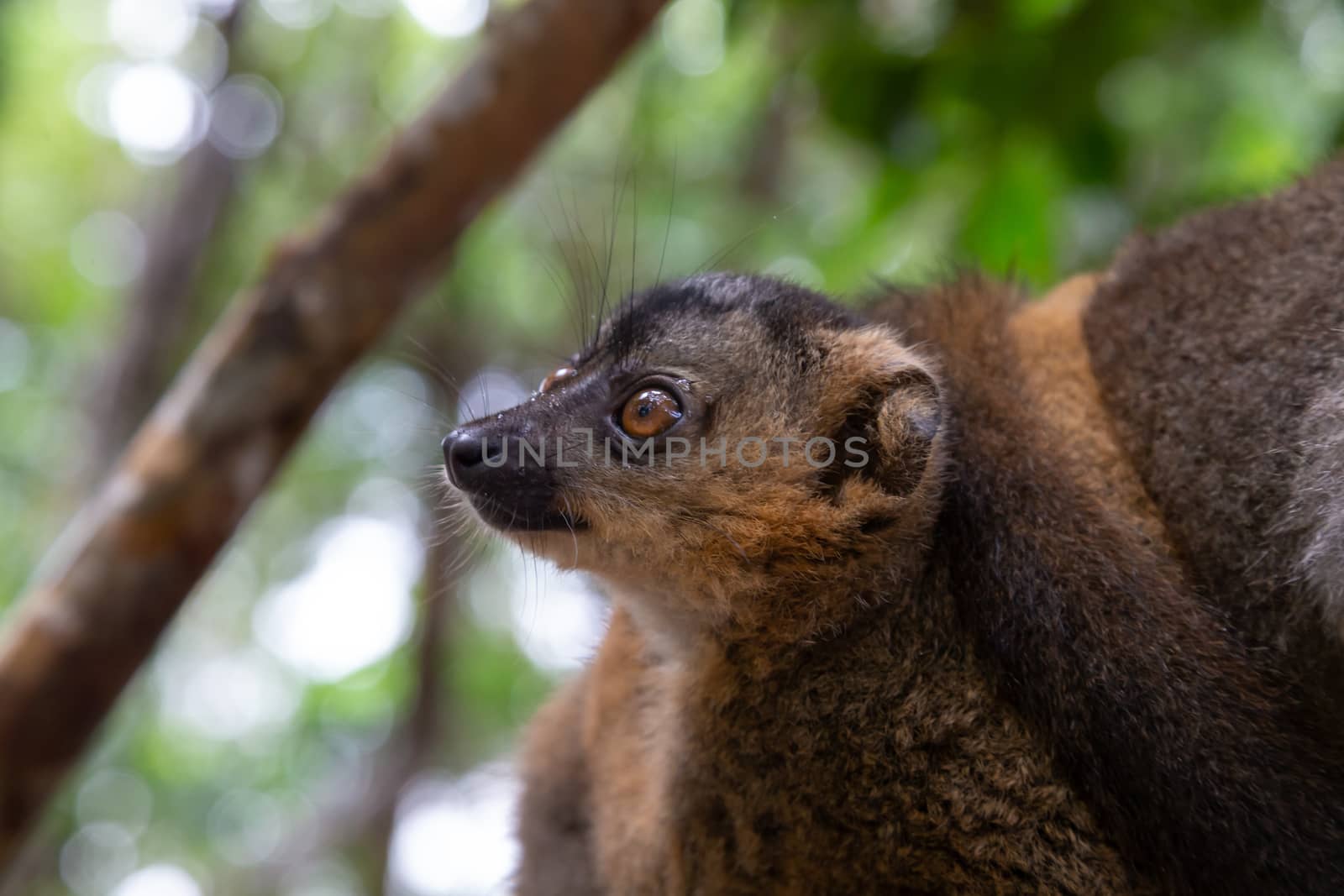 The portrait of a red lemur in its natural environment