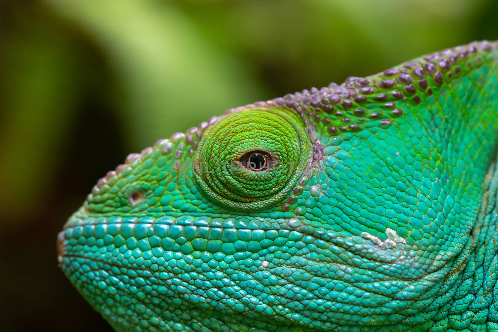 A Close-up, macro shot of a green chameleon