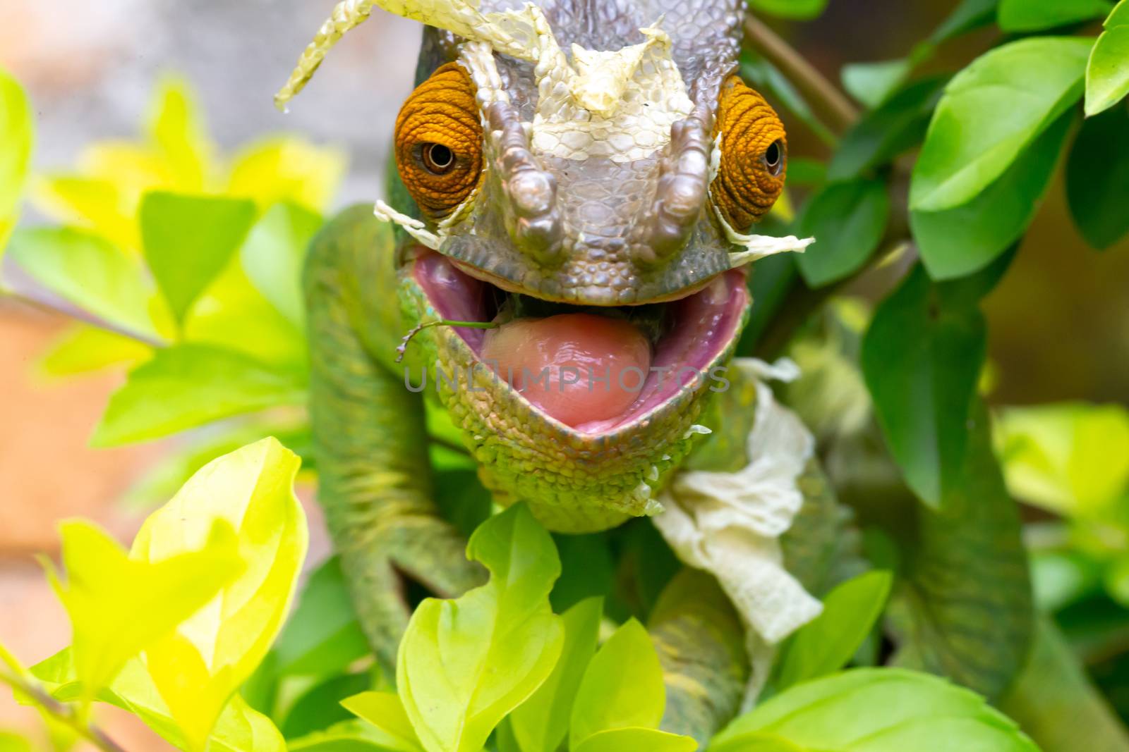 One Colorful chameleon on a branch in a national park on the island of Madagascar