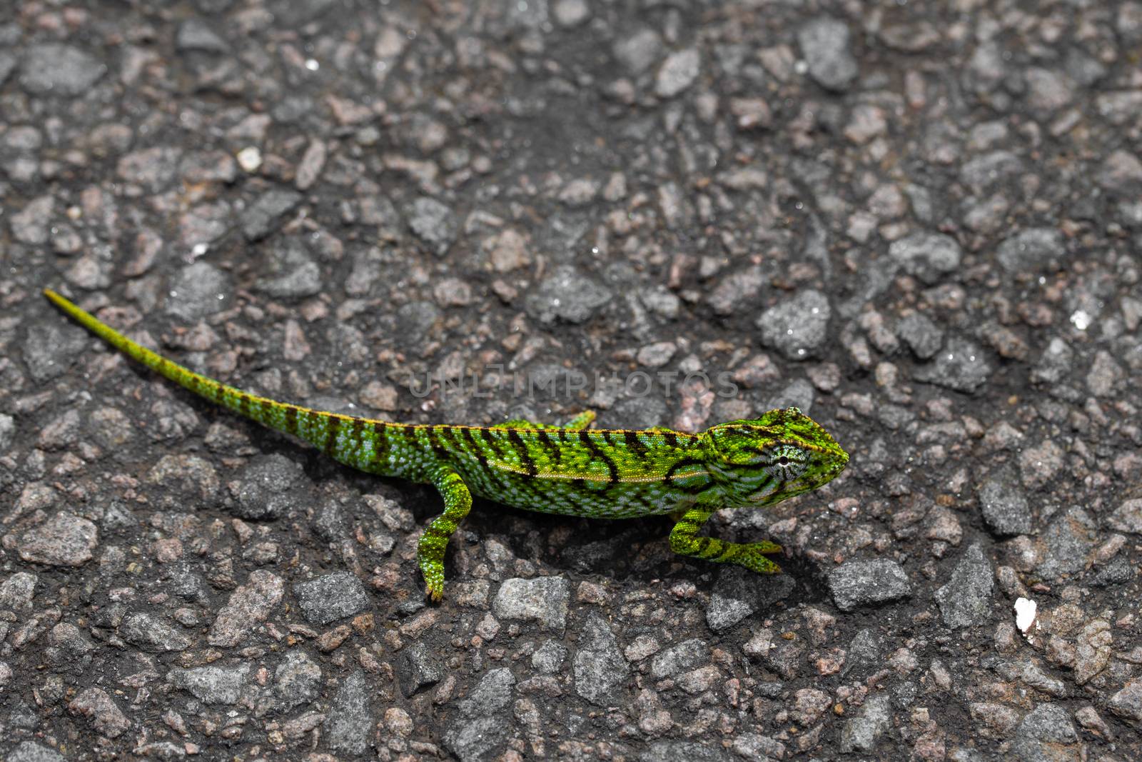 A Close up of a green chameleon on the street