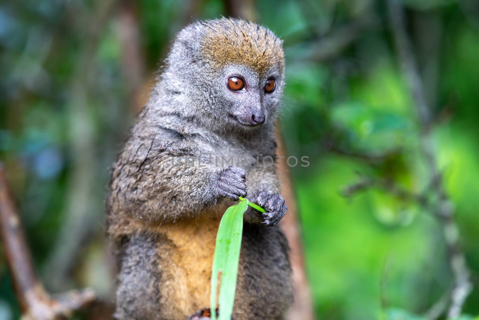 A bamboo lemur with a blade of grass on a branch by 25ehaag6
