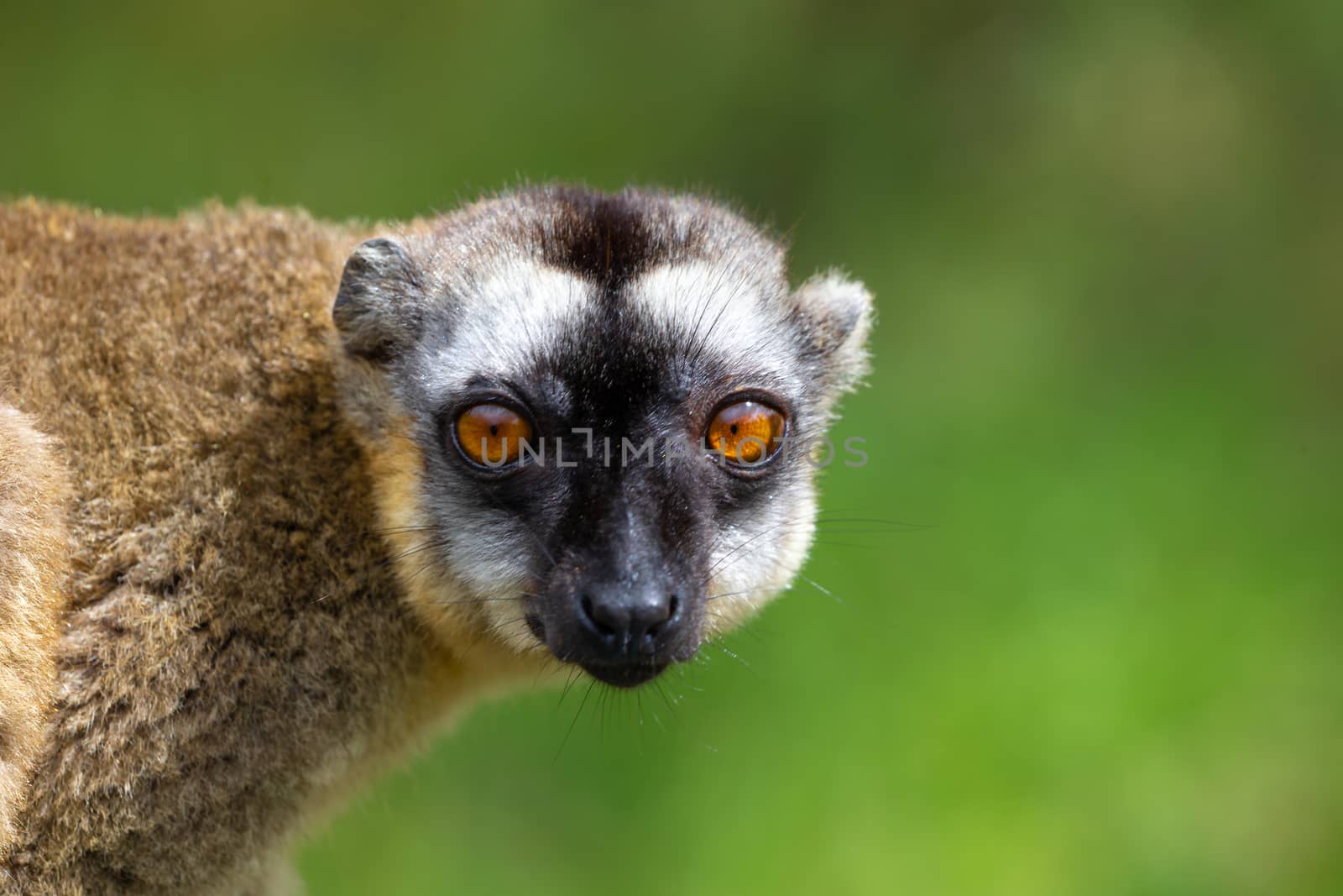 Portrait of a brown maki, a close up of a funny lemur by 25ehaag6