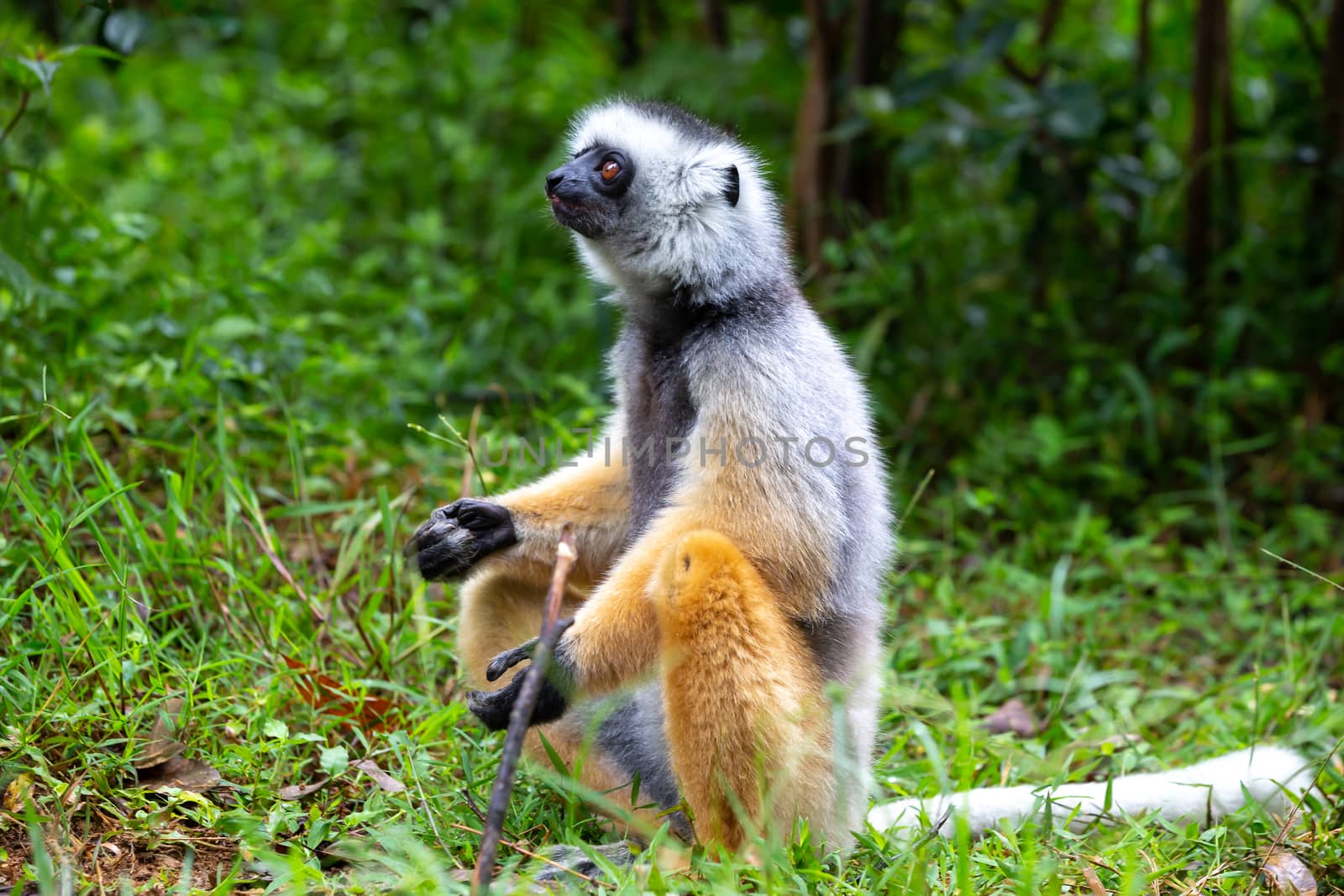 One diademed sifaka in its natural environment in the rainforest on the island of Madagascar