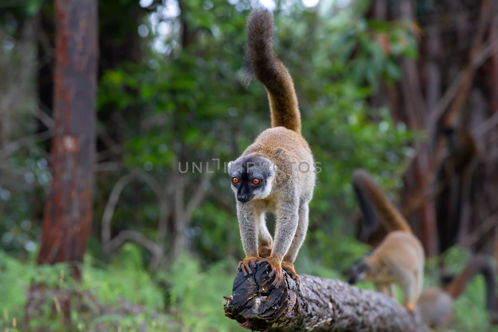 Some Brown lemurs play in the meadow and a tree trunk and are waiting for the visitors