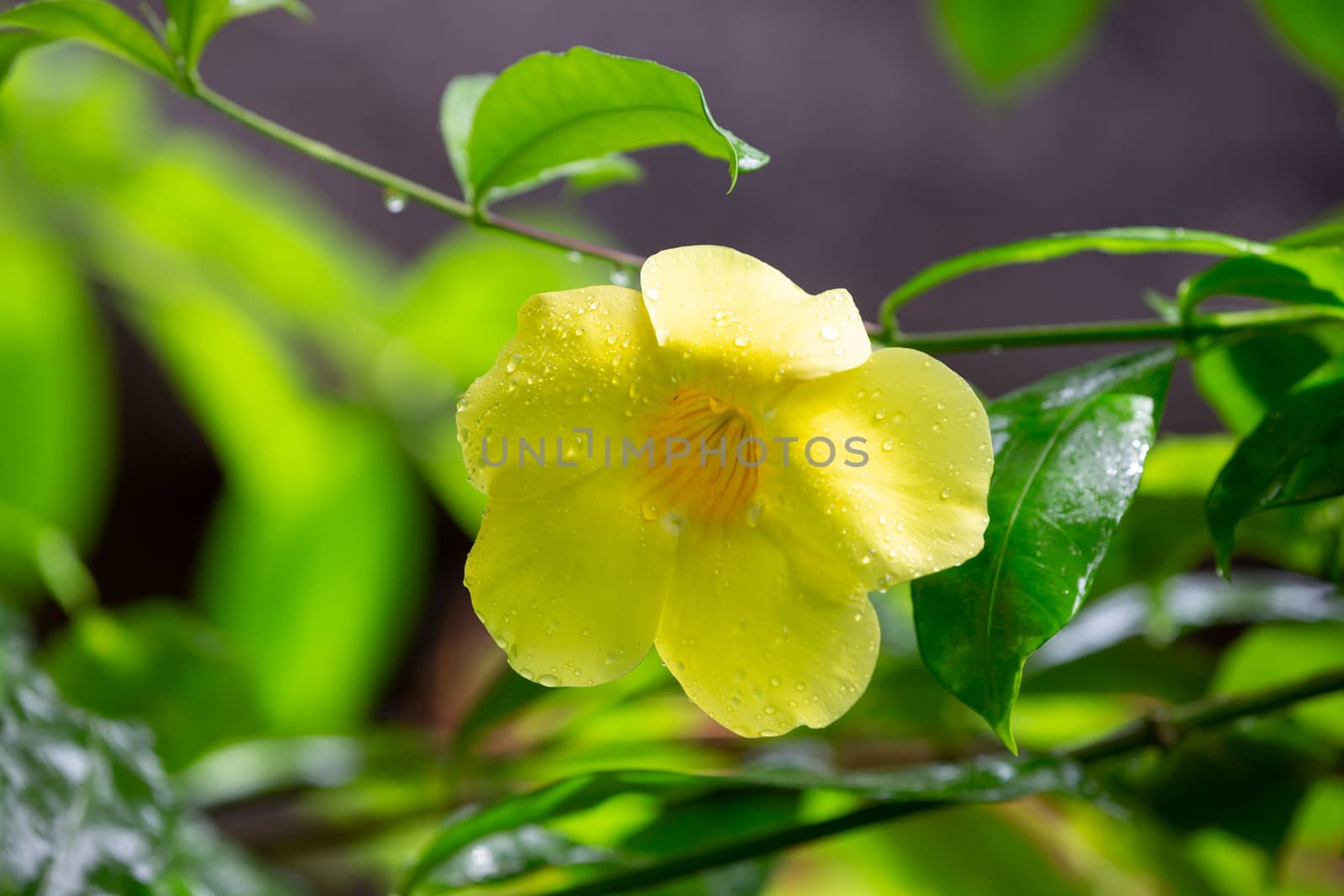One yellow native flower of Madagascar with small raindrops