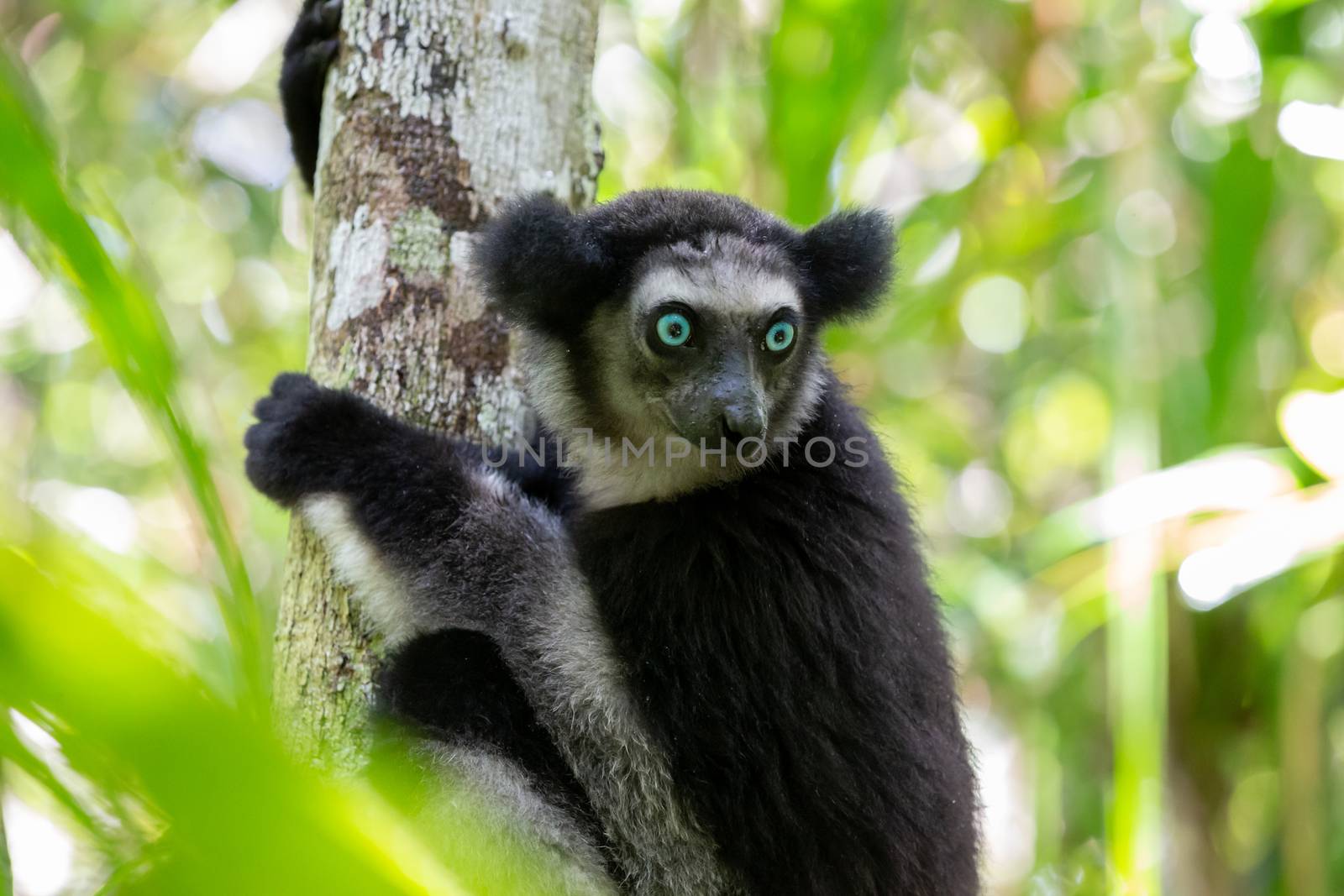 An Indri lemur on the tree watches the visitors to the park by 25ehaag6