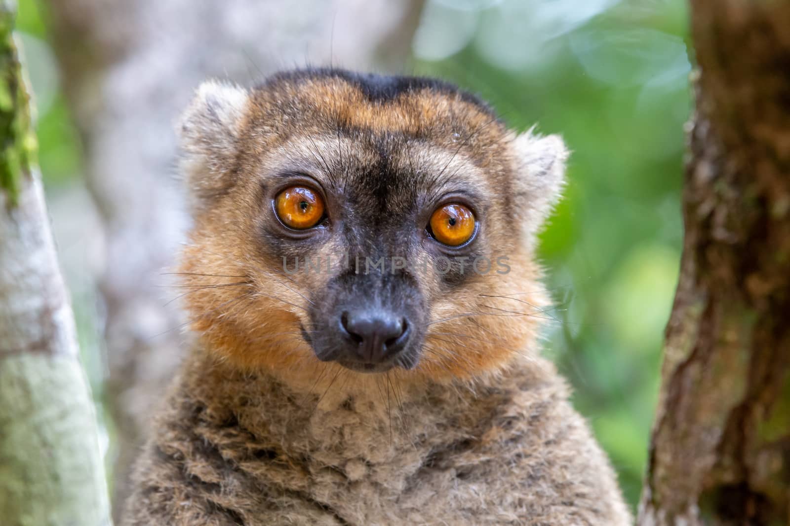 The portrait of a red lemur in its natural environment