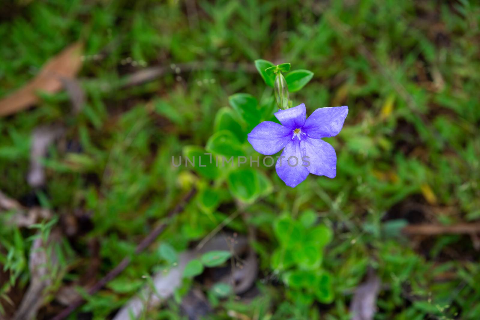 One purple native flower of the island of Madagascar