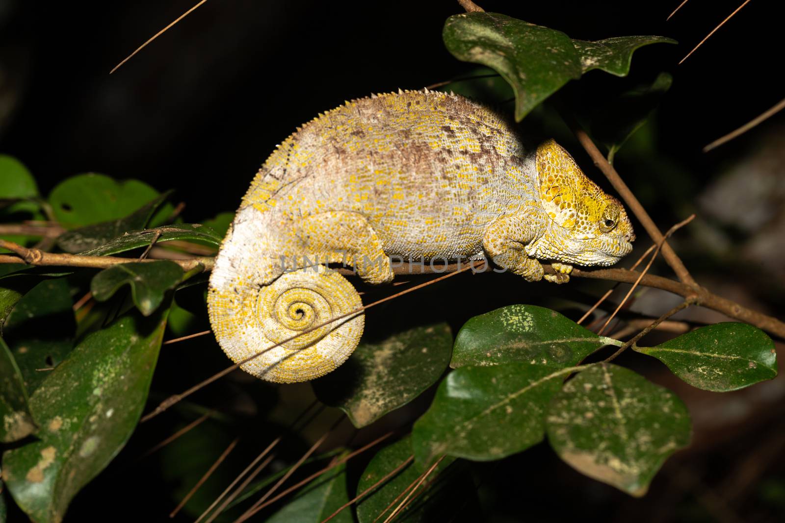 One chameleon on a branch in the rainforest of Madagascar