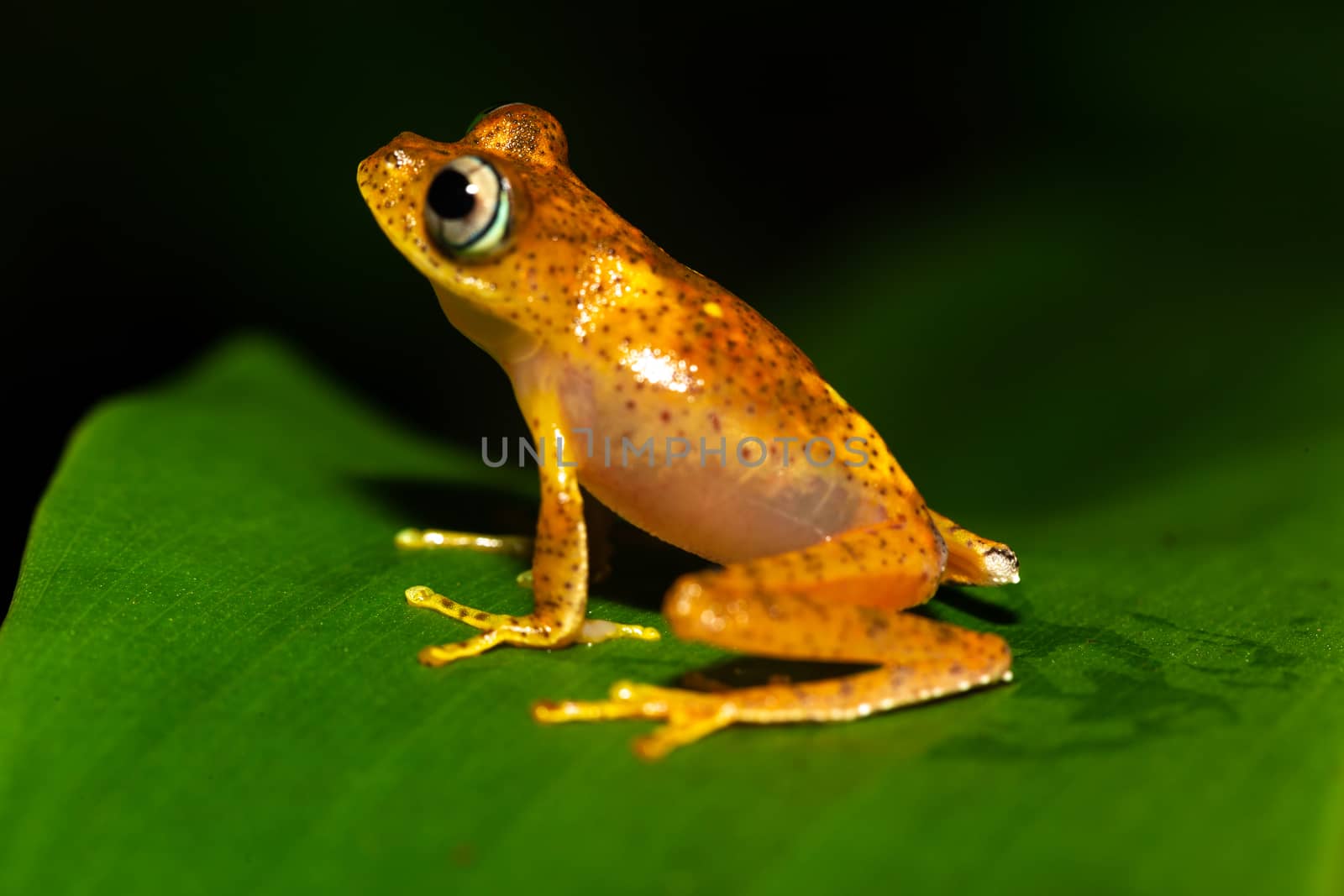 One orange little frog on a green leaf in Madagascar