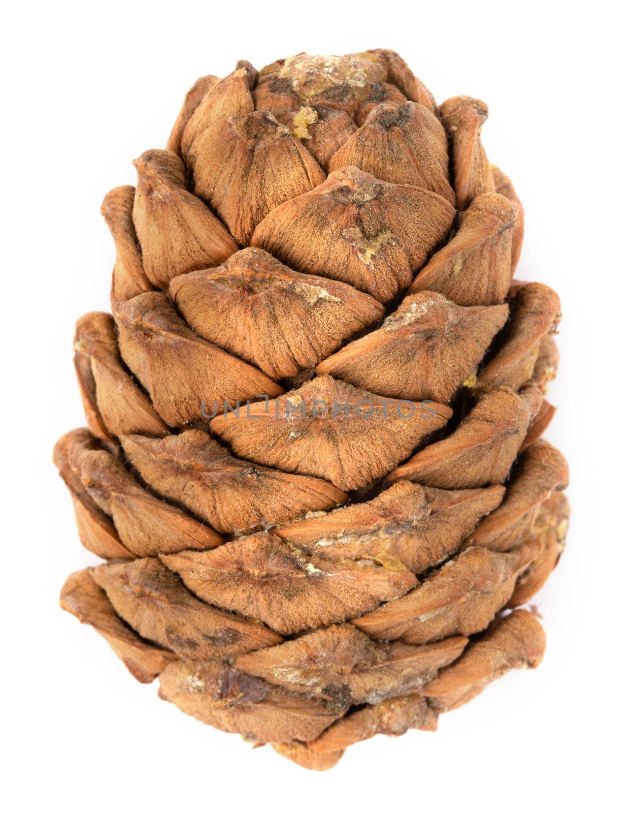 One Cedar cone on a white background