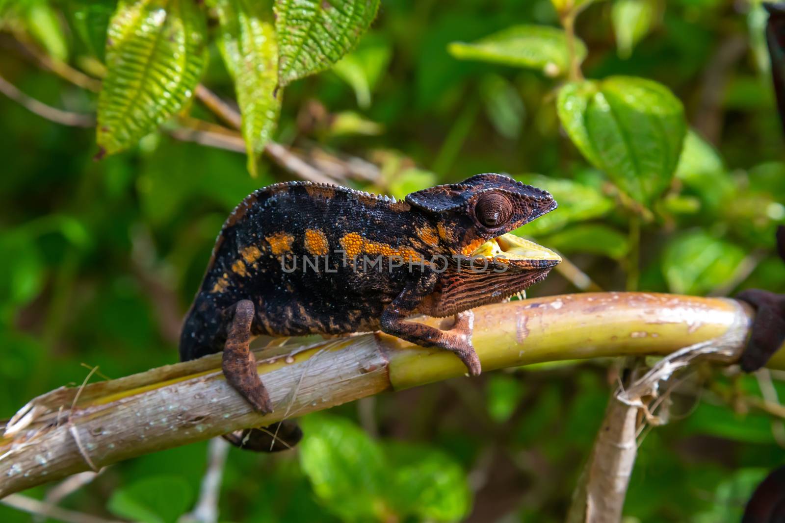 One chameleon moves along a branch in a rainforest in Madagascar