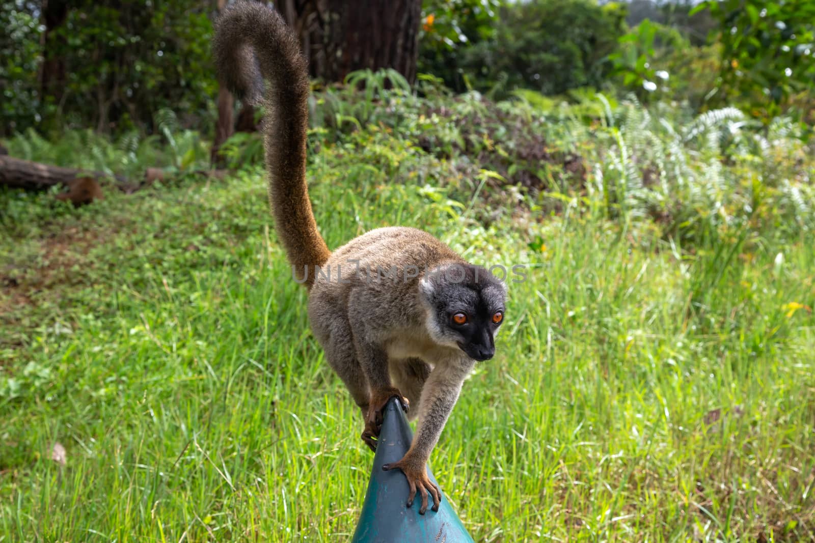 Some Brown lemurs play in the meadow and a tree trunk and are waiting for the visitors