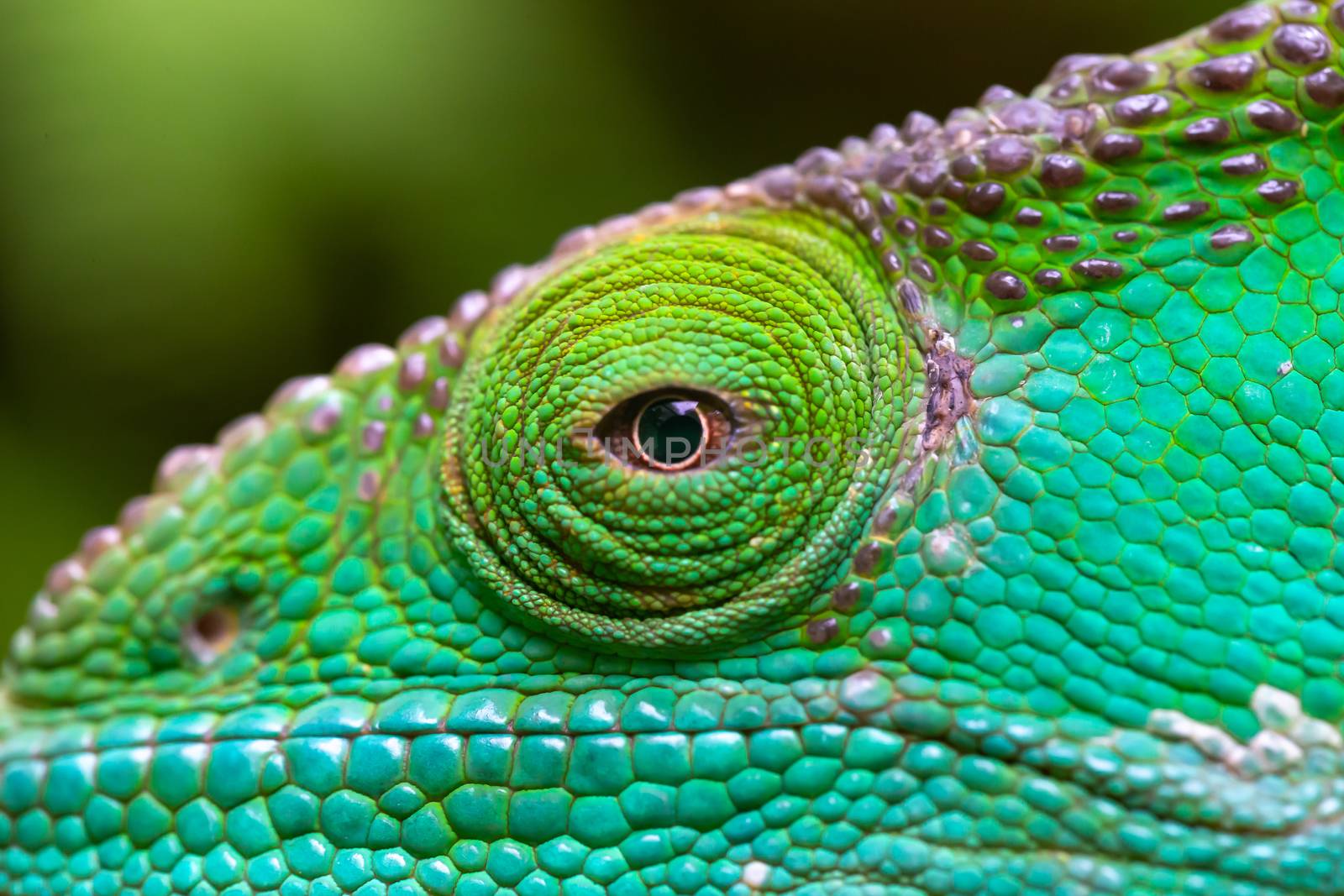 Close-up, macro shot of a green chameleon by 25ehaag6