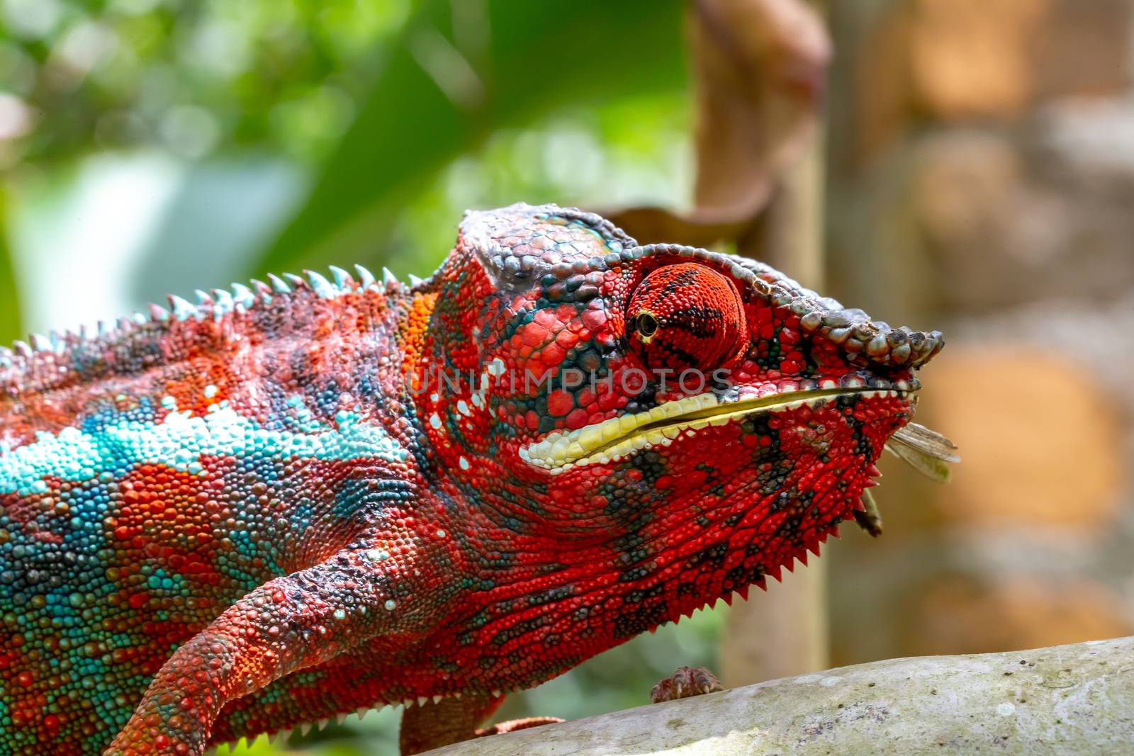 One Colorful chameleon on a branch in a national park on the island of Madagascar