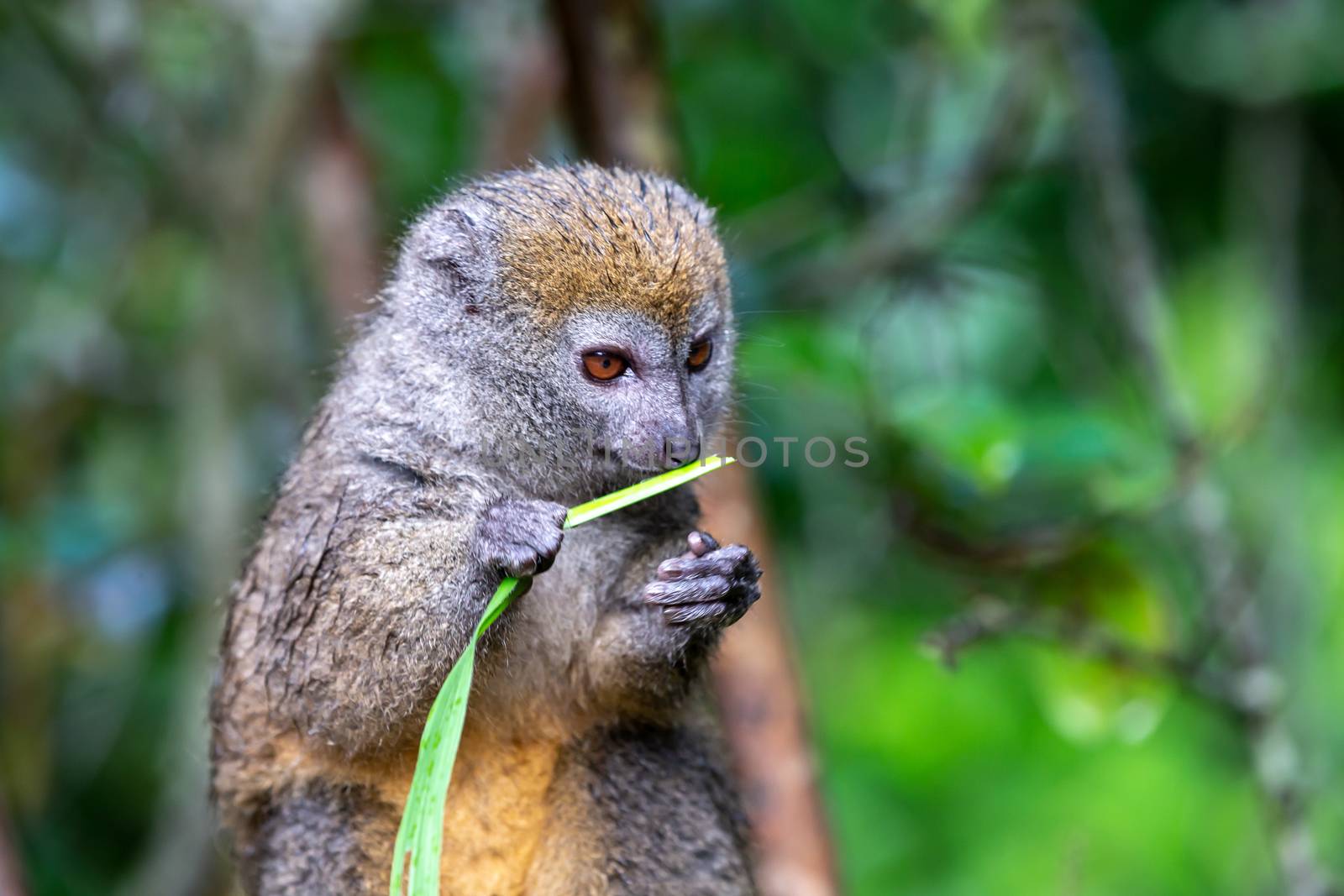 One bamboo lemur with a blade of grass on a branch