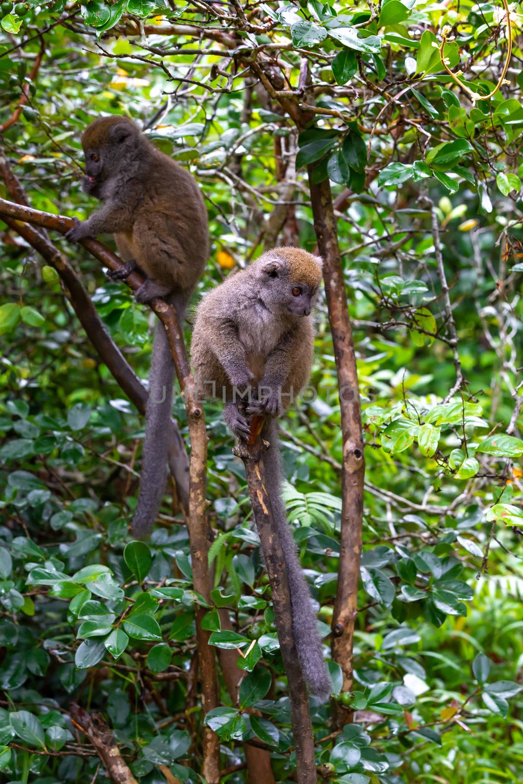 The Funny bamboo lemurs on a tree branch watch the visitors