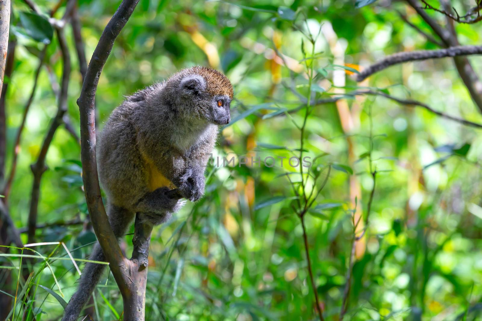 The Funny bamboo lemurs on a tree branch watch the visitors