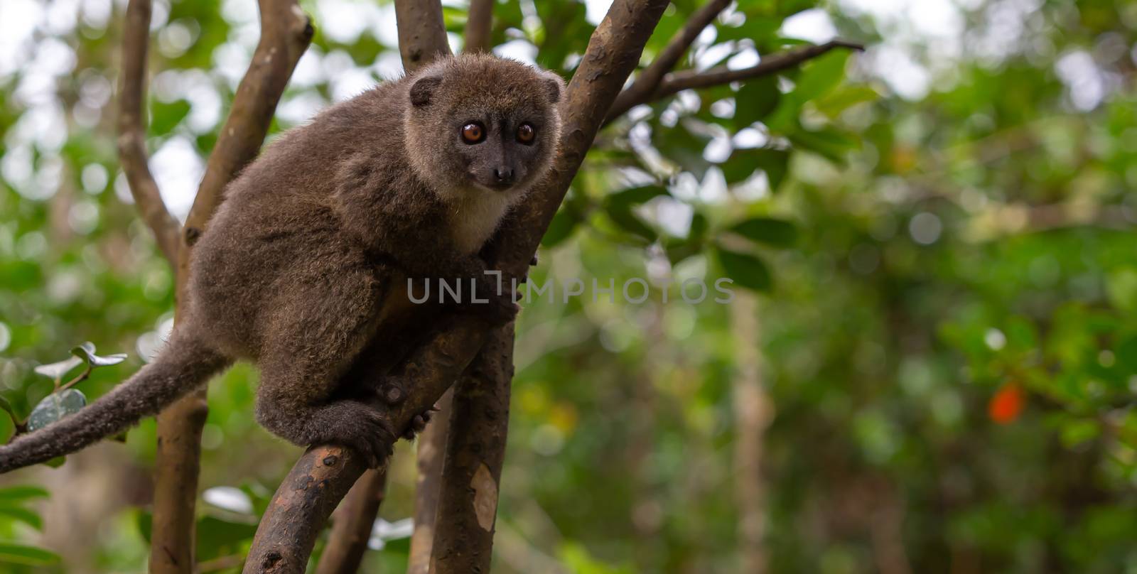 Funny bamboo lemurs on a tree branch watch the visitors by 25ehaag6