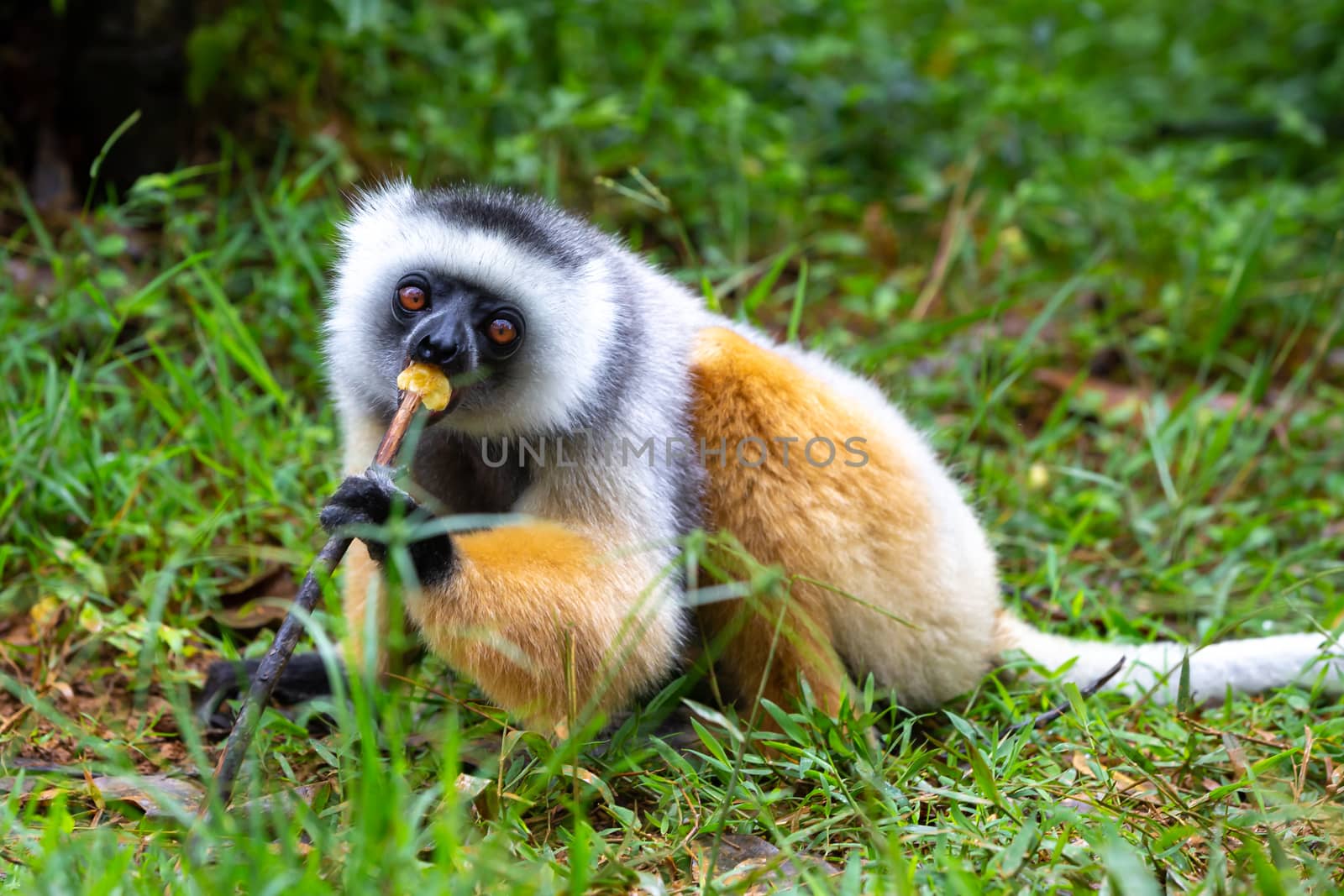 One diademed sifaka in its natural environment in the rainforest on the island of Madagascar