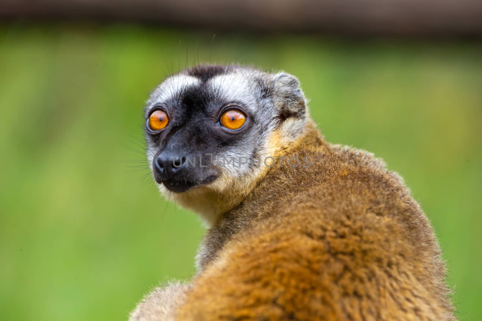Portrait of a brown maki, a close up of a funny lemur by 25ehaag6