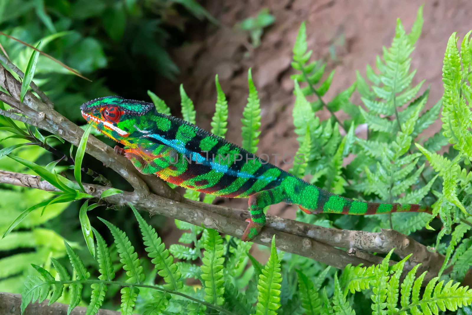 One chameleon moves along a branch in a rainforest in Madagascar