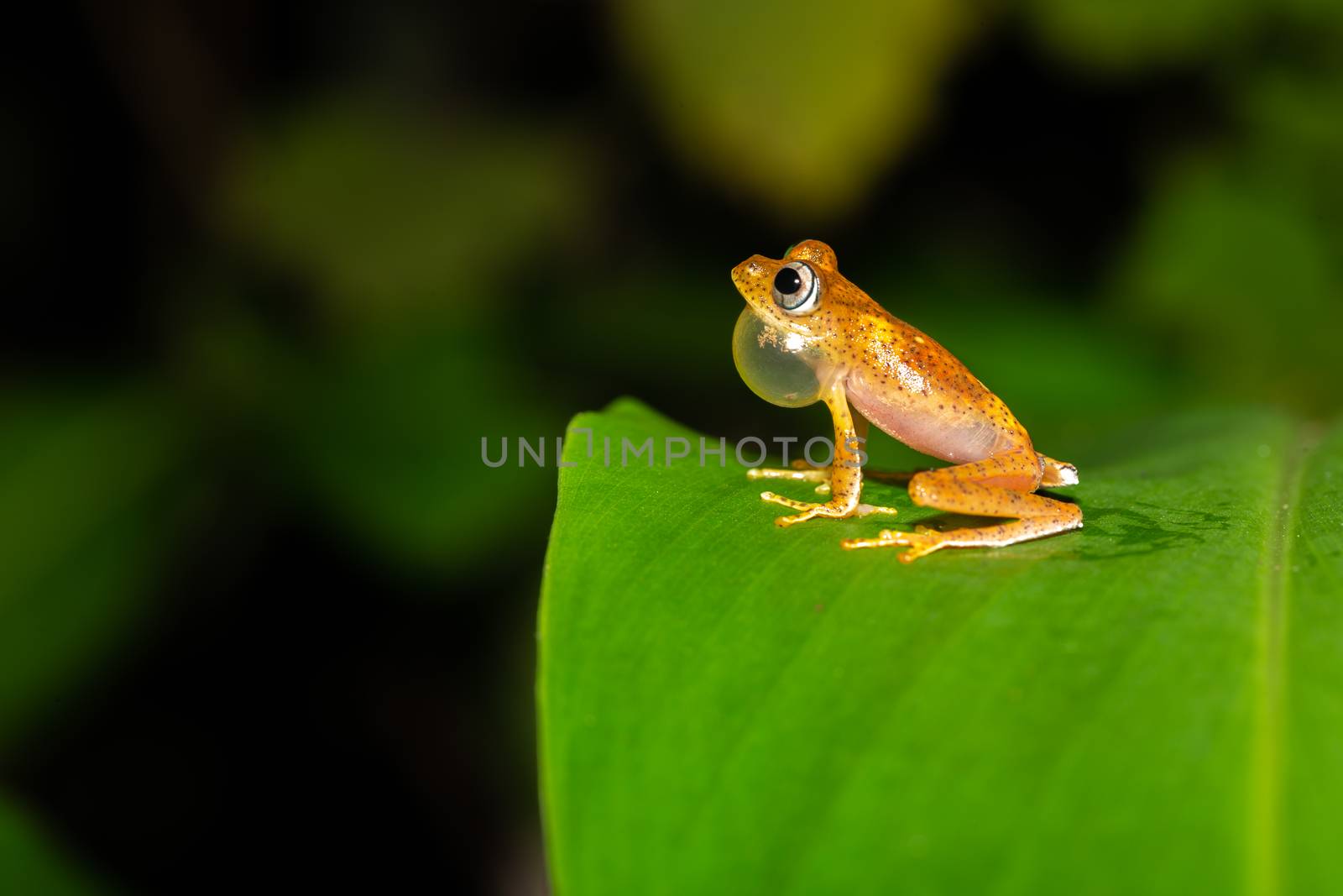 One orange little frog on a green leaf in Madagascar