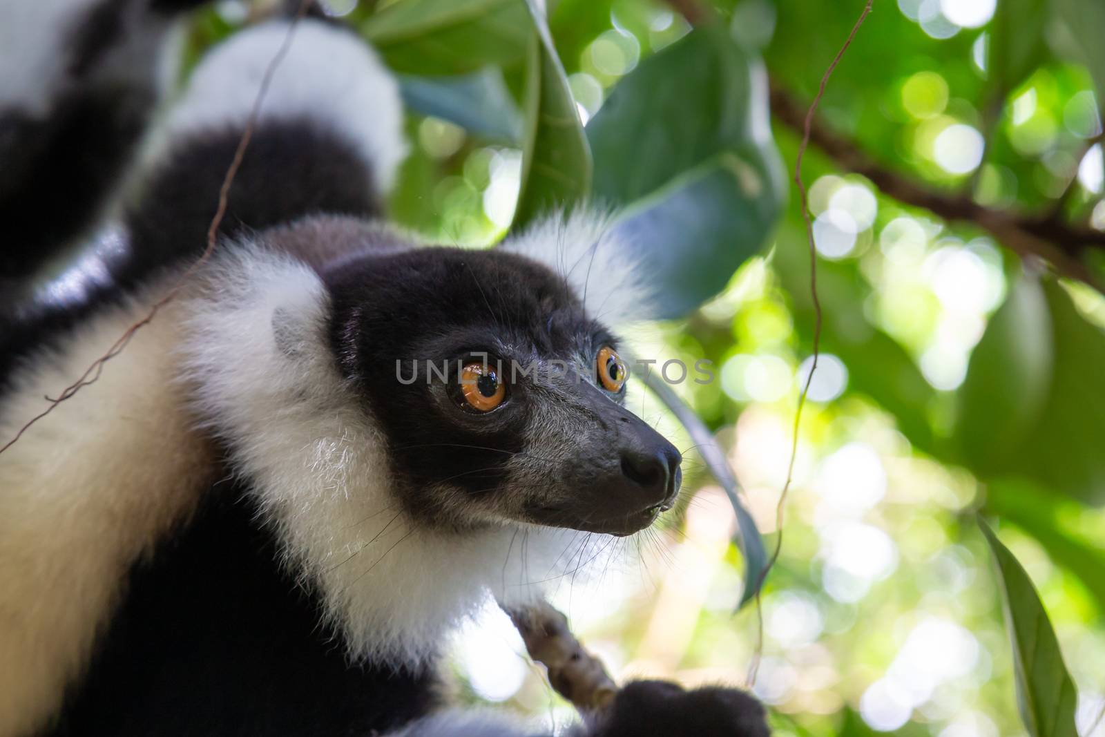 The portrait of a black and white Vari Lemur