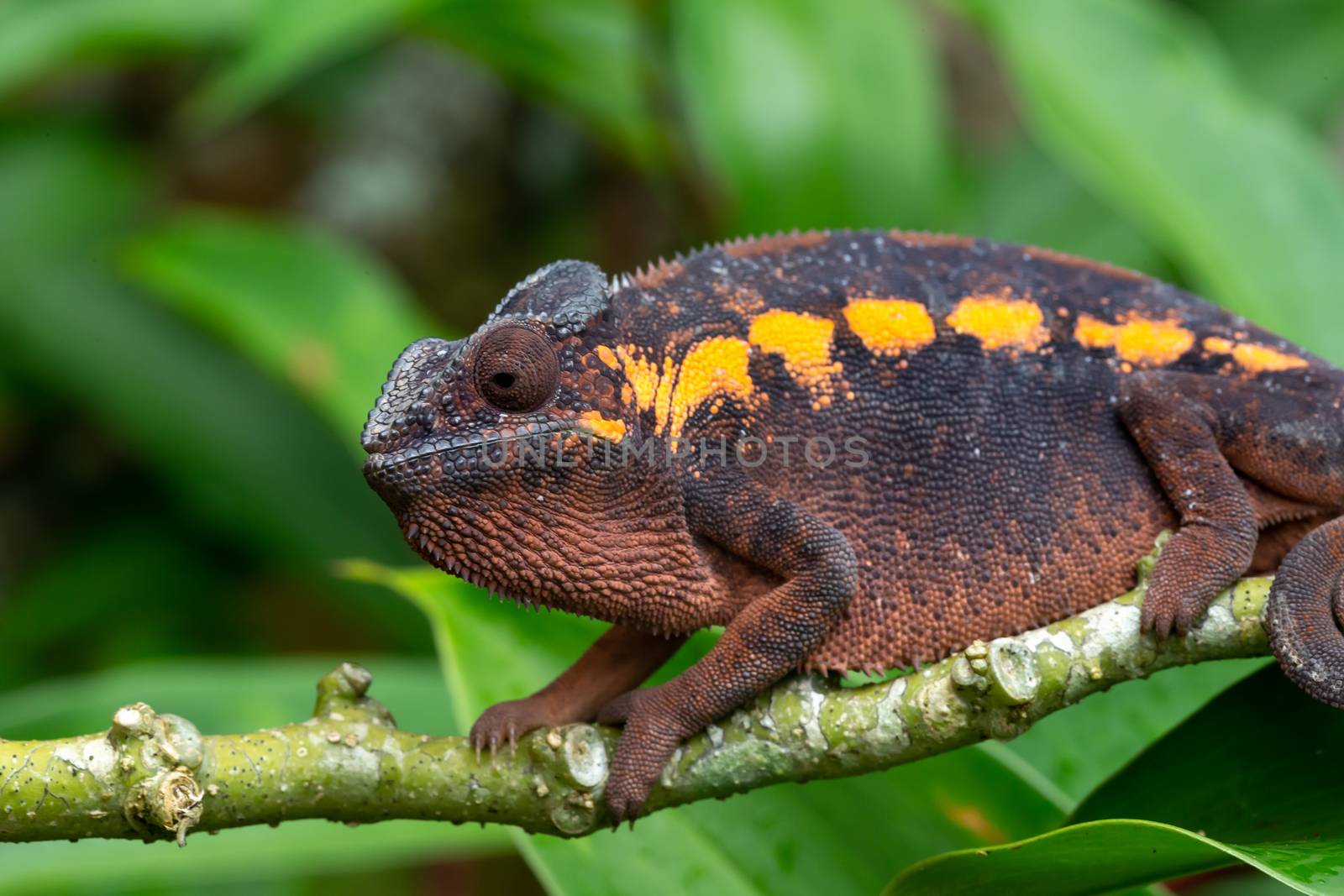 An earth-colored chameleon on a branch by 25ehaag6