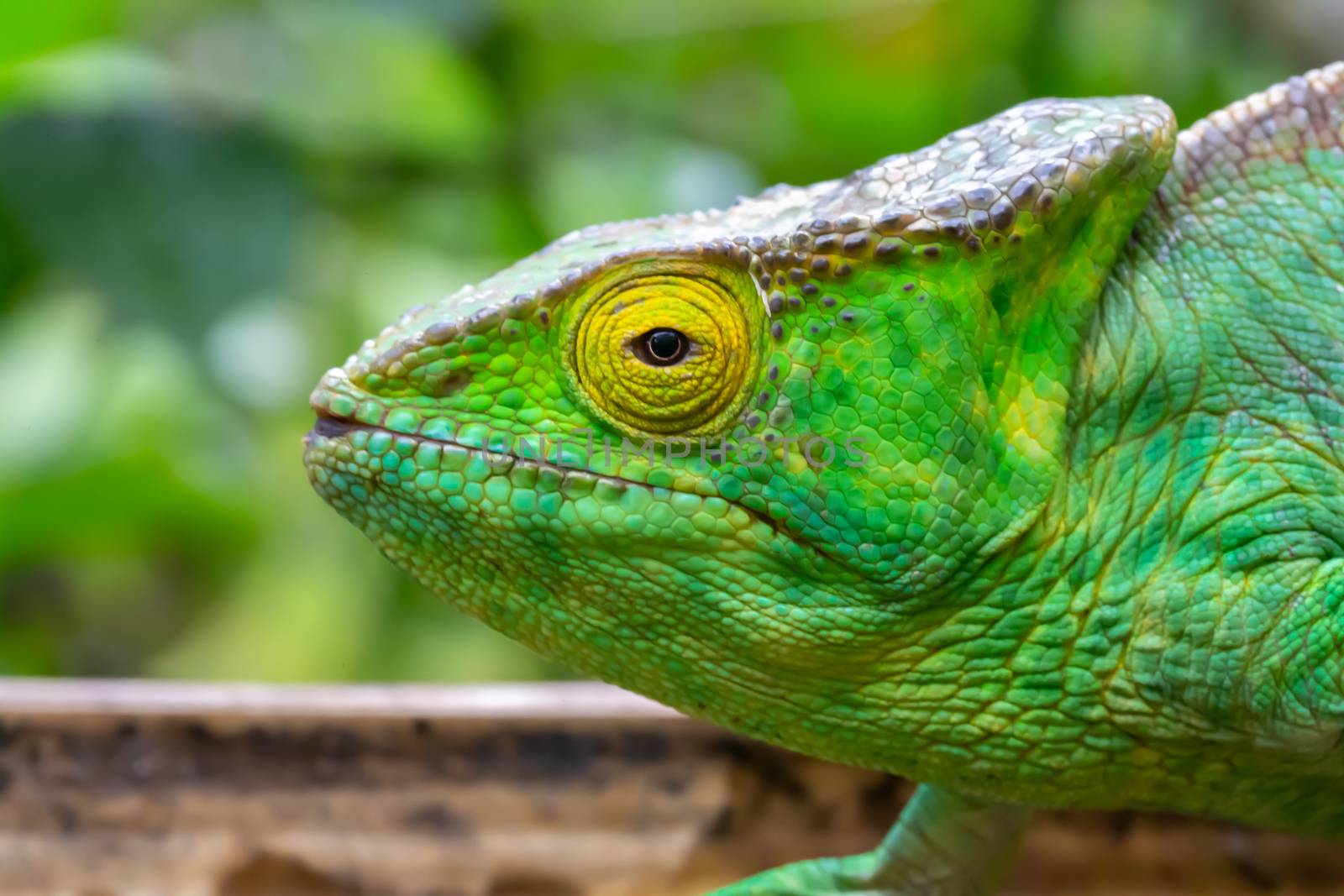 A chameleon in close-up in a national park on Madagascar by 25ehaag6