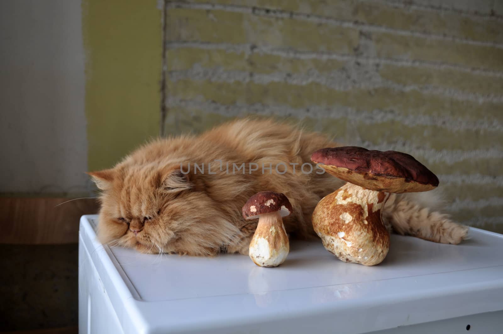 Red cat lying on a table near the mushrooms. by infinityyy