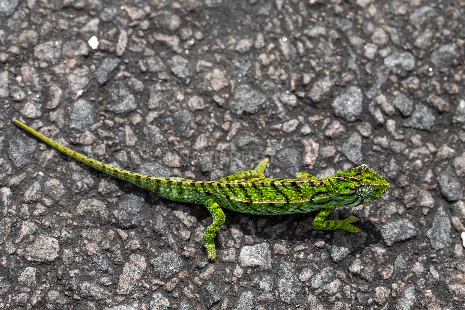 Close up of a green chameleon on the street by 25ehaag6
