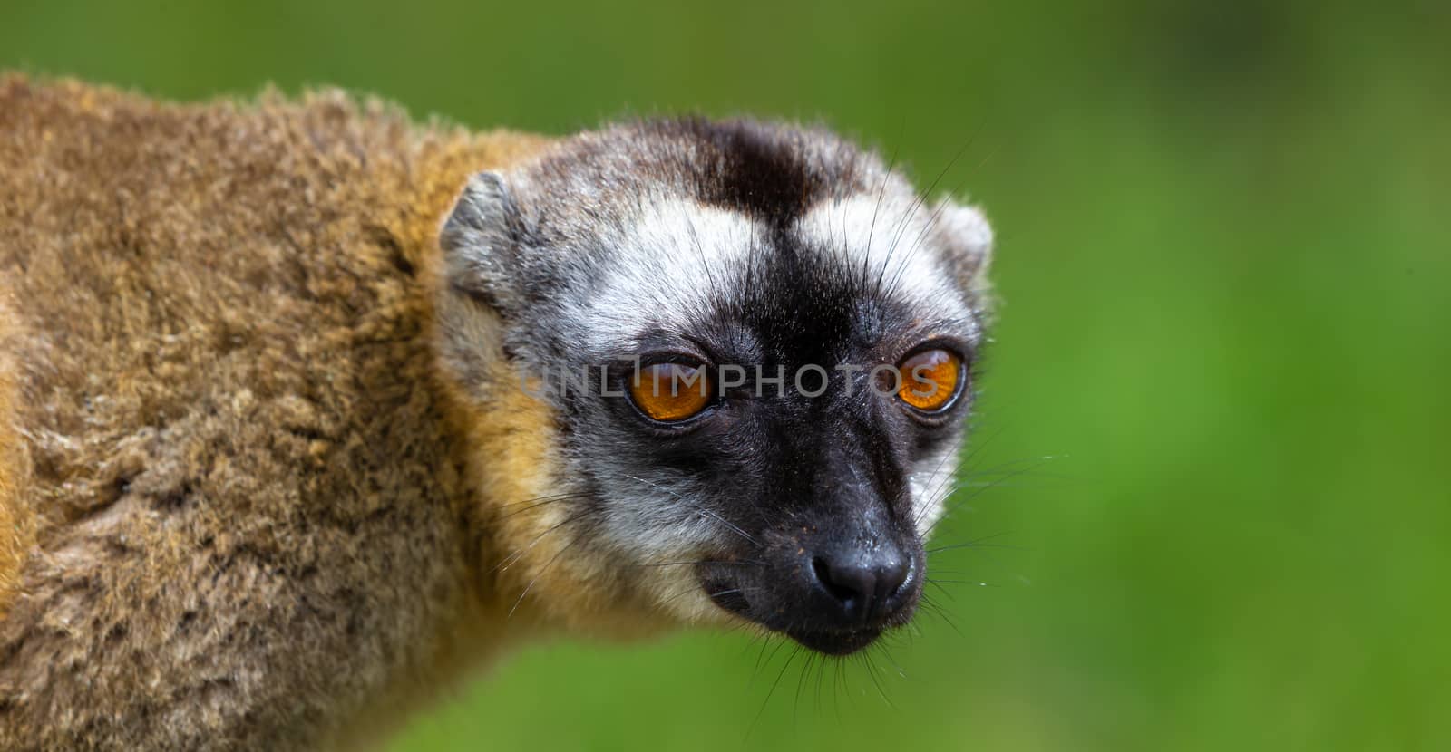 A Portrait of a brown maki, a close up of a funny lemur