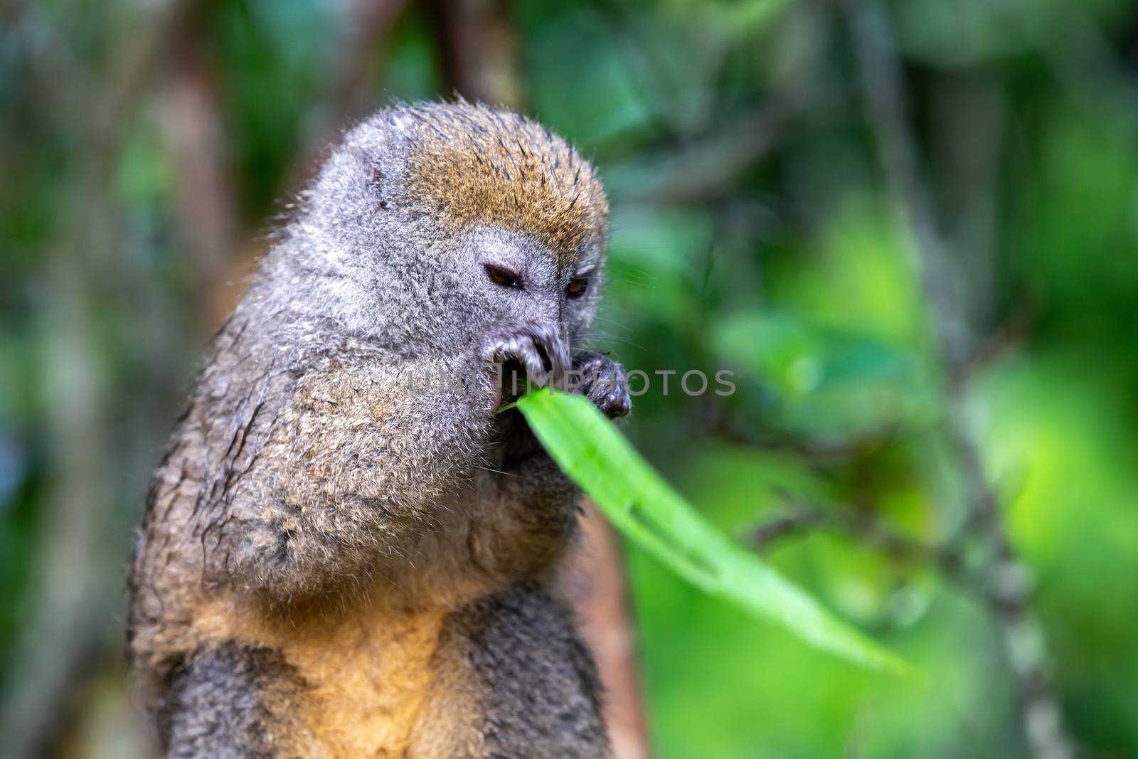 One bamboo lemur with a blade of grass on a branch