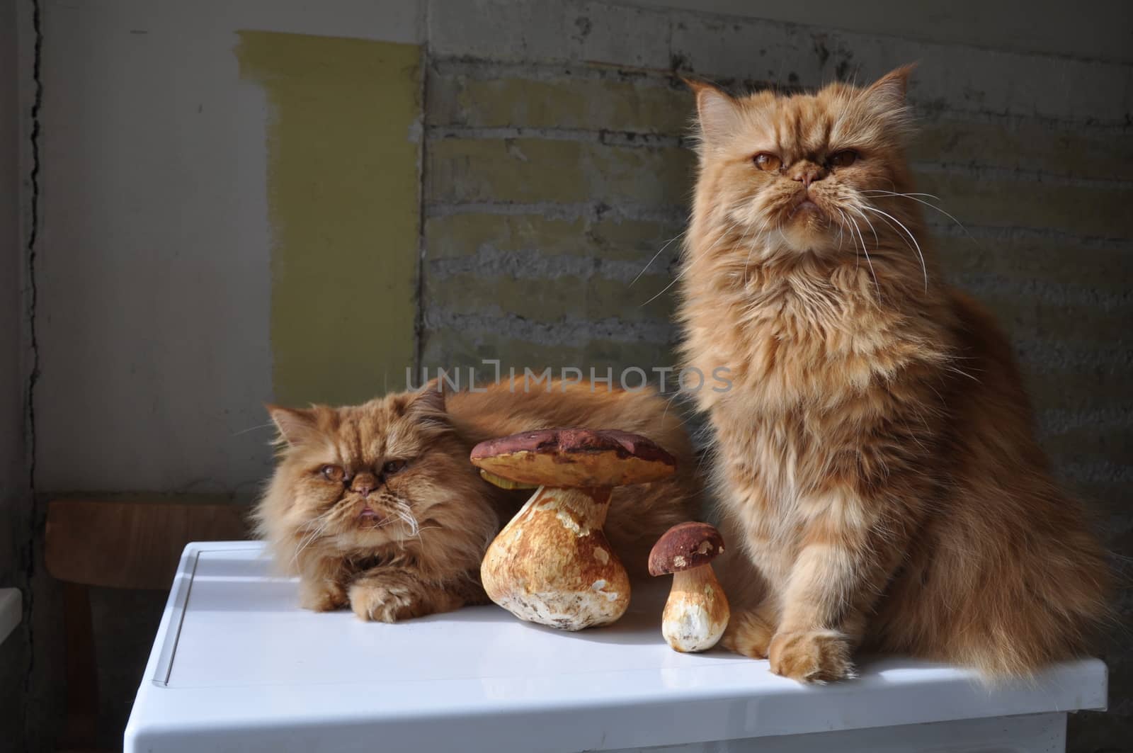 Two Red Persian cats lying on a table with mushrooms. Autumn lifestyle