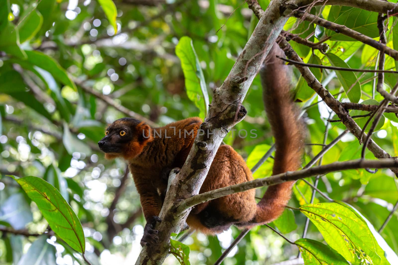 One red Vari sits in the branches of a tree