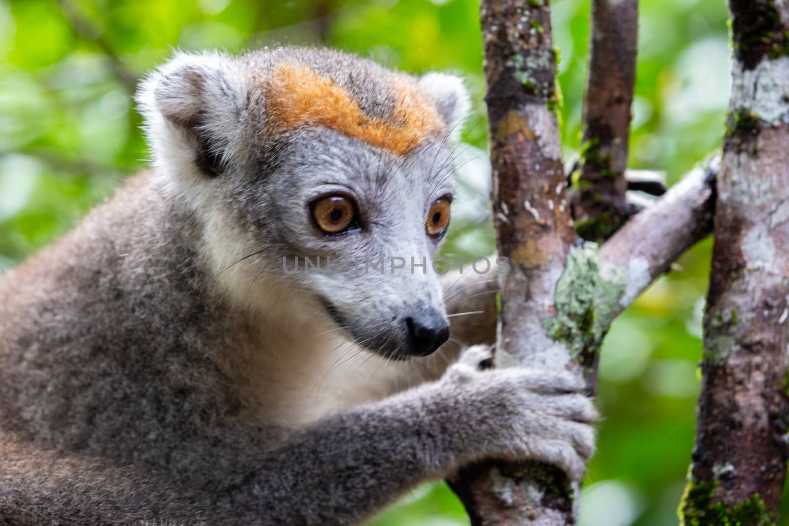 A crown lemur on a tree in the rainforest of Madagascar by 25ehaag6