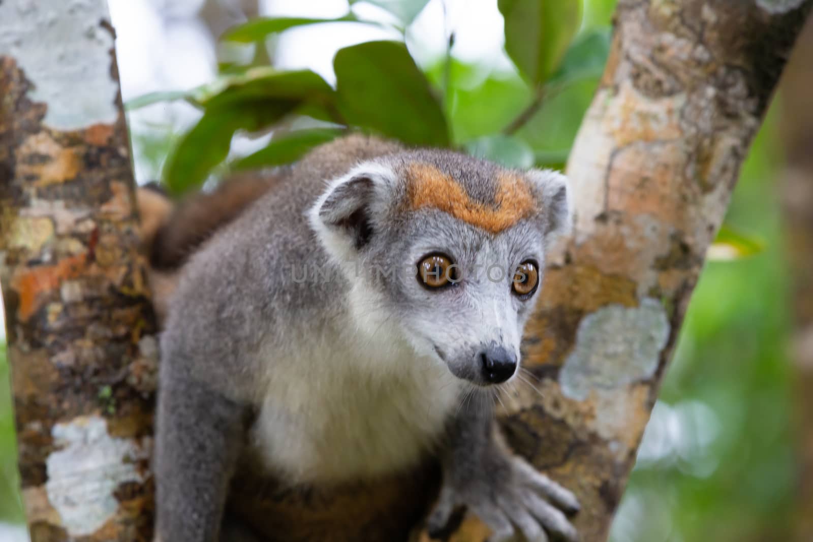 The crown lemur on a tree in the rainforest of Madagascar