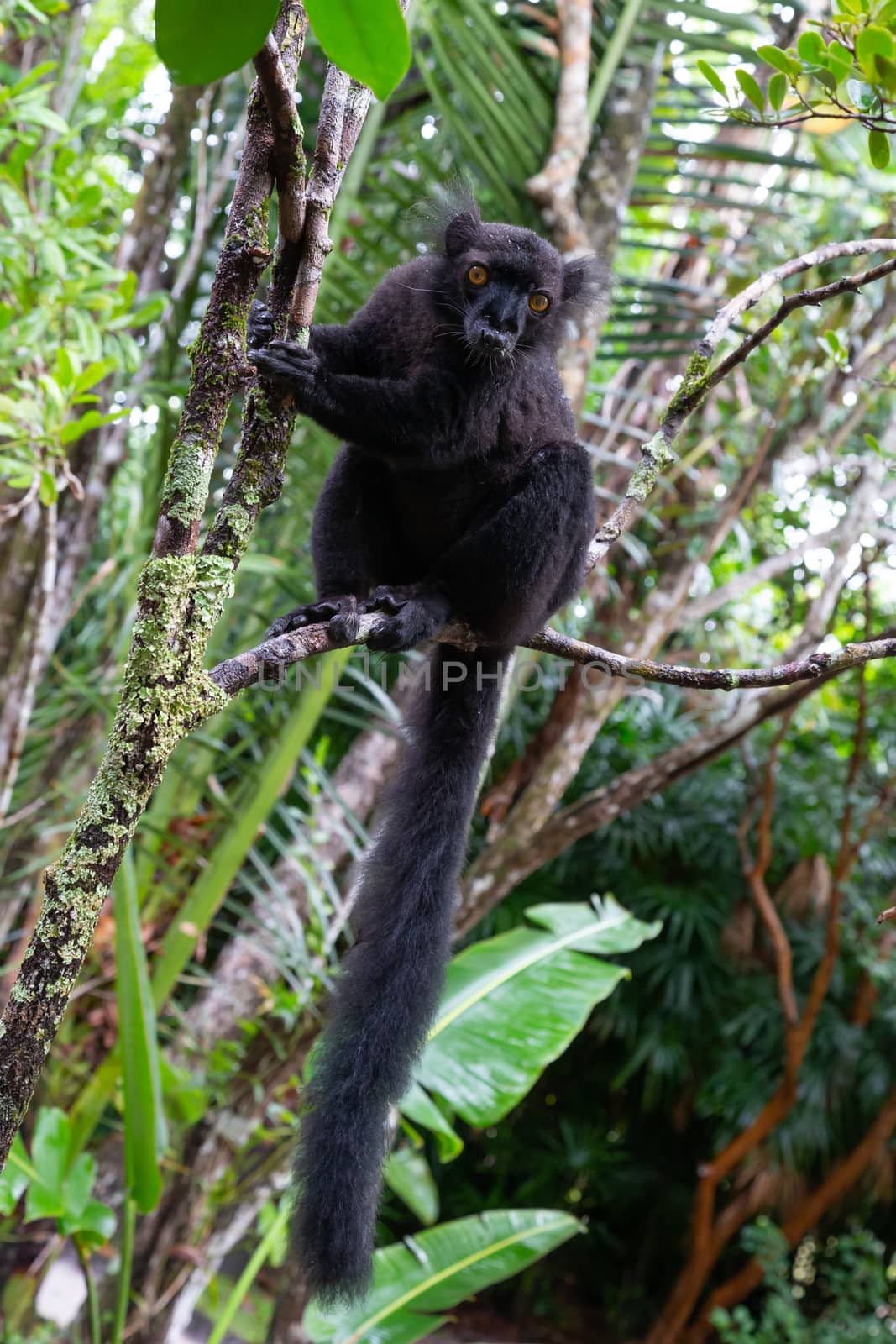 One black lemur on a tree awaiting a banana
