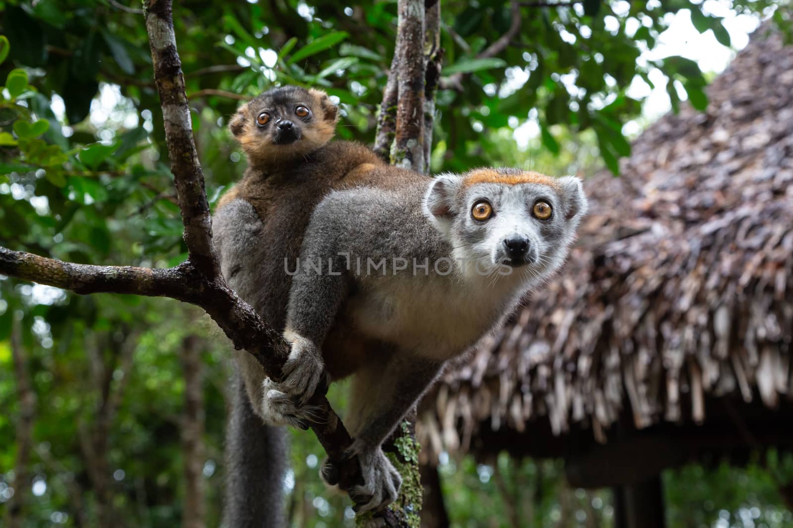 A crown lemur on a tree in the rainforest of Madagascar by 25ehaag6