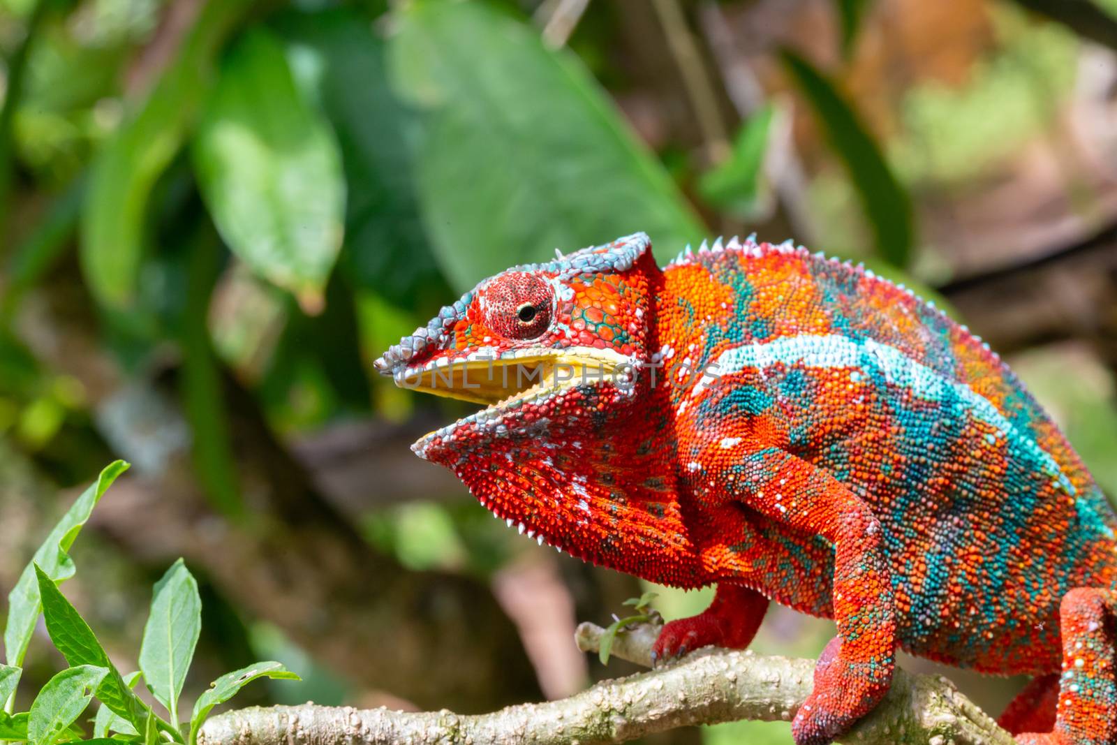 One Colorful chameleon on a branch in a national park on the island of Madagascar