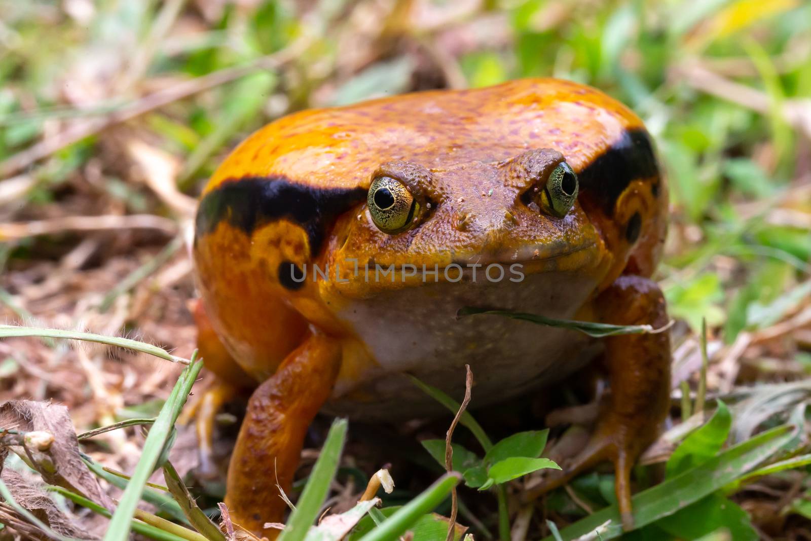 A large orange frog is sitting in the grass by 25ehaag6