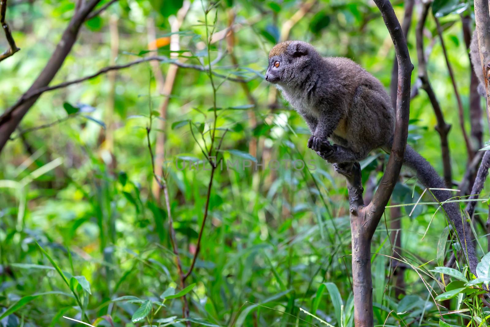 The Funny bamboo lemurs on a tree branch watch the visitors