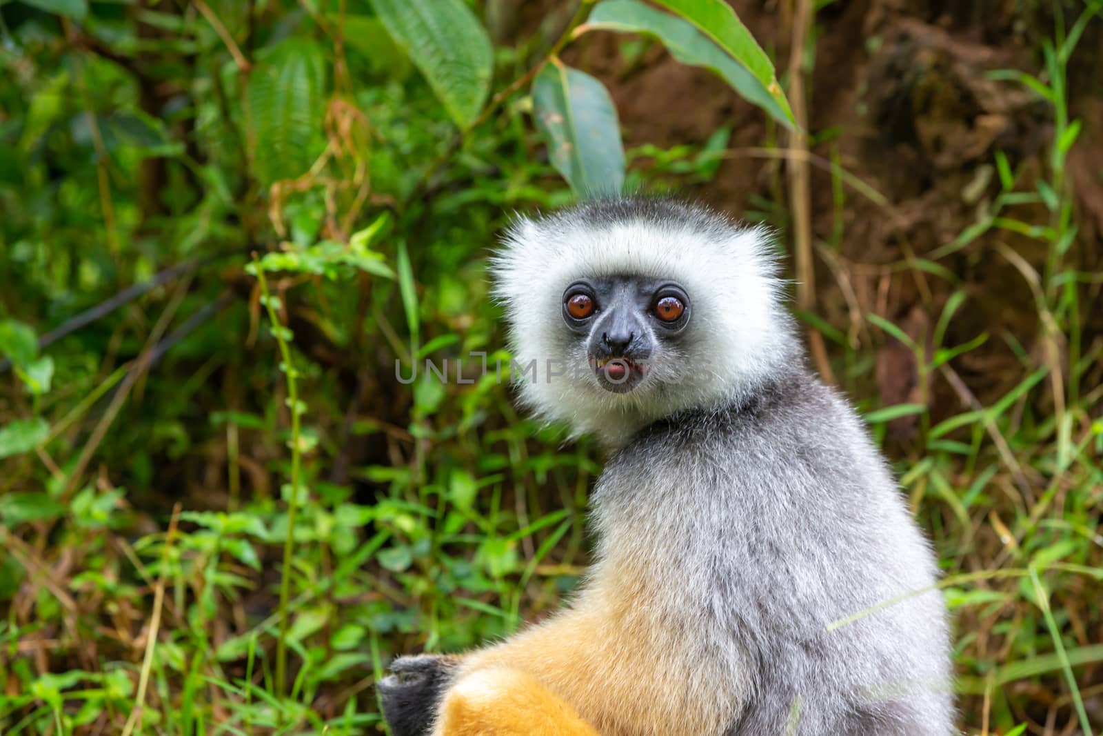 One diademed sifaka in its natural environment in the rainforest on the island of Madagascar