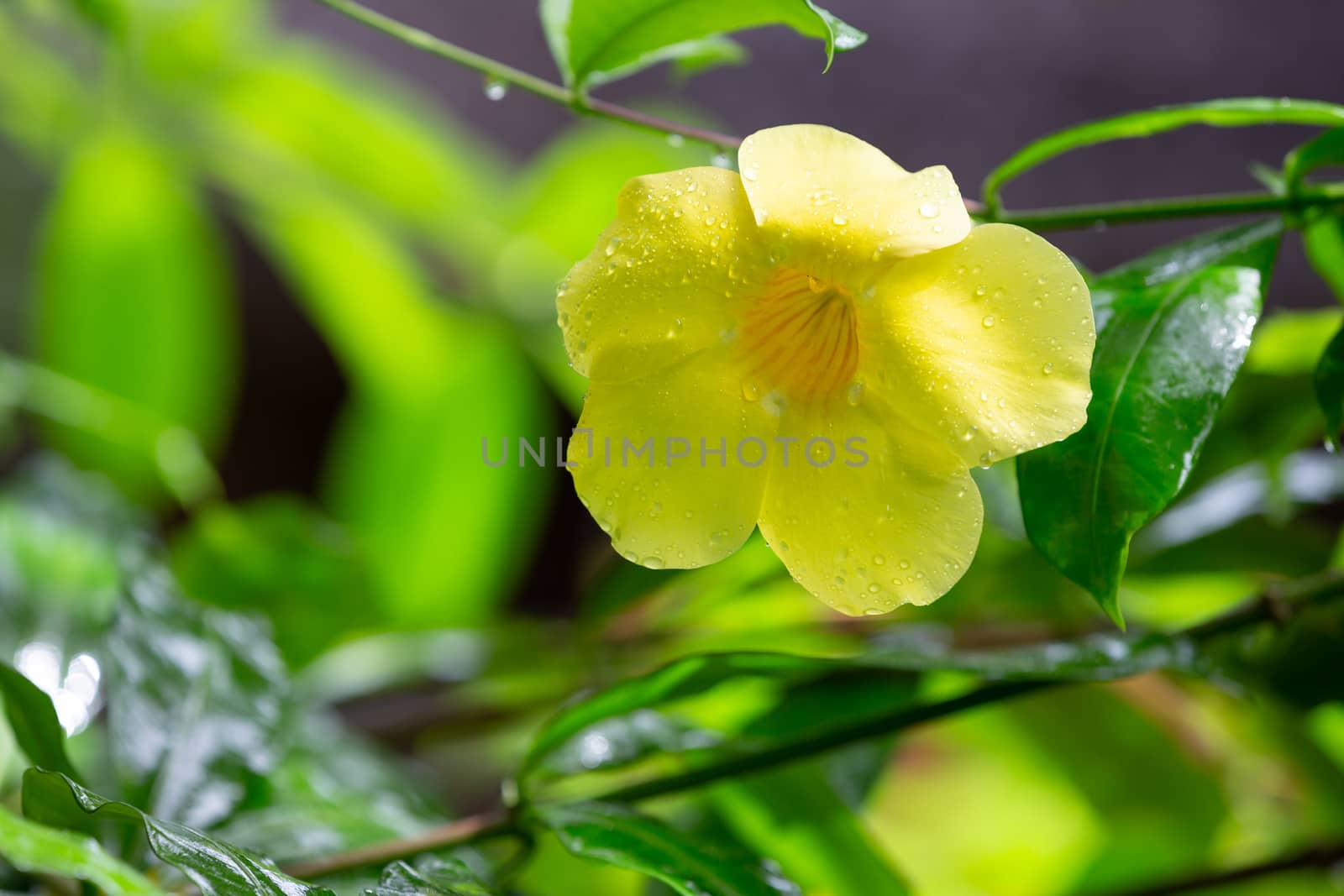 A yellow native flower of Madagascar with small raindrops by 25ehaag6