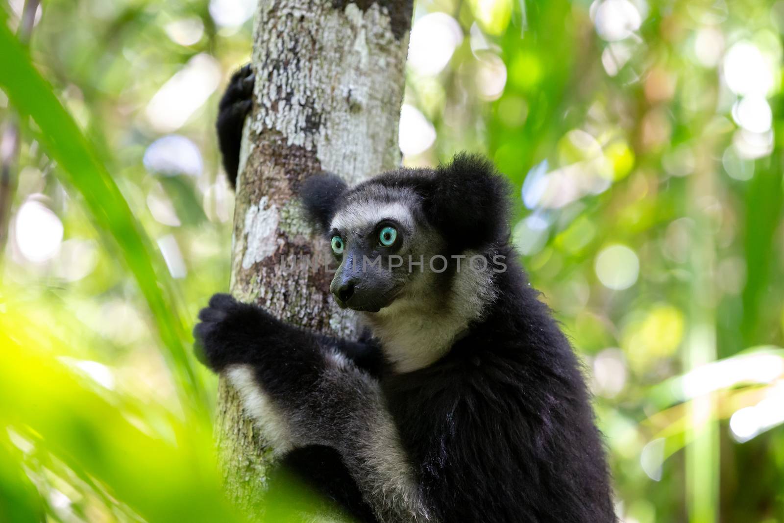 One Indri lemur on the tree watches the visitors to the park