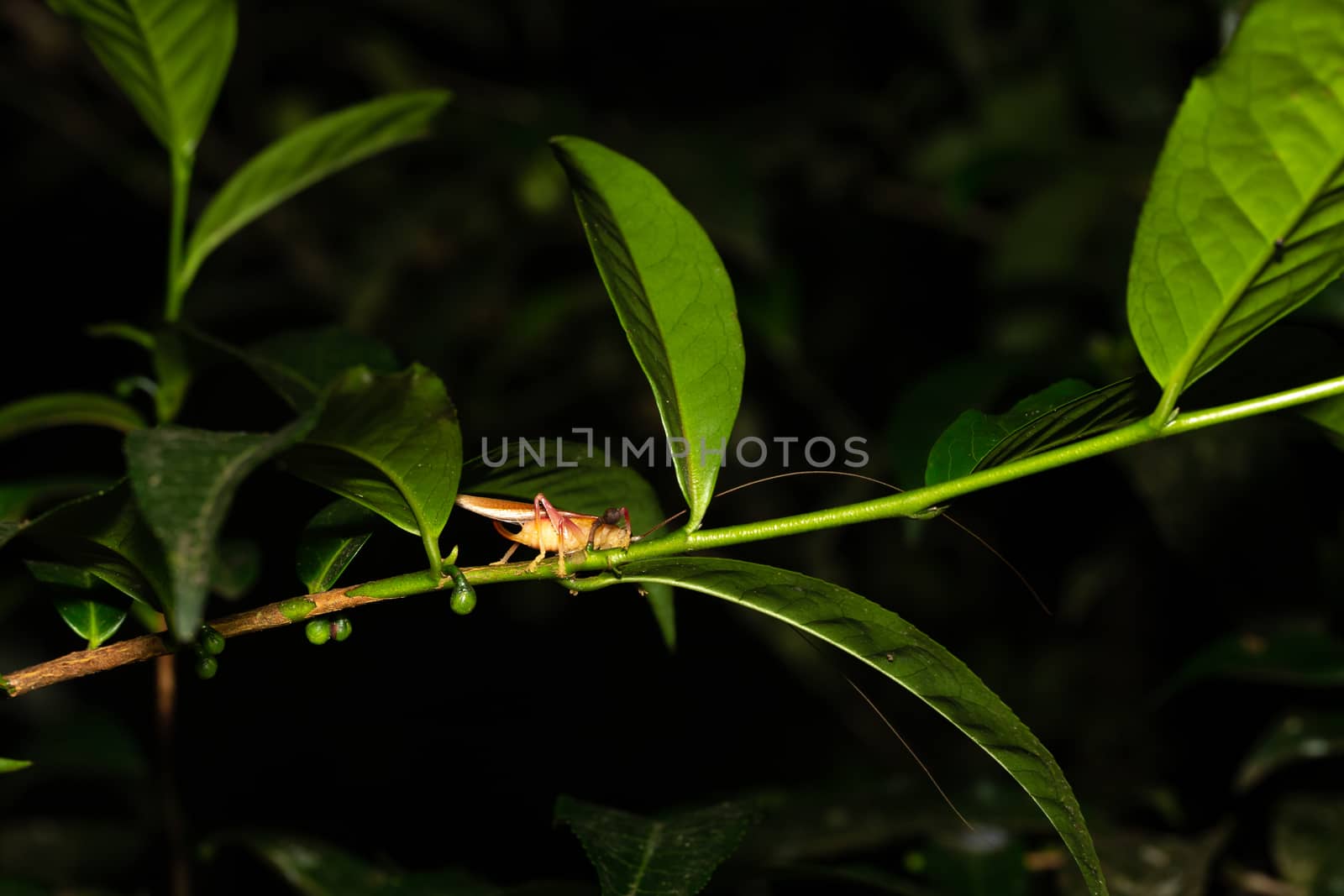 One grasshopper on a leaf of a bush
