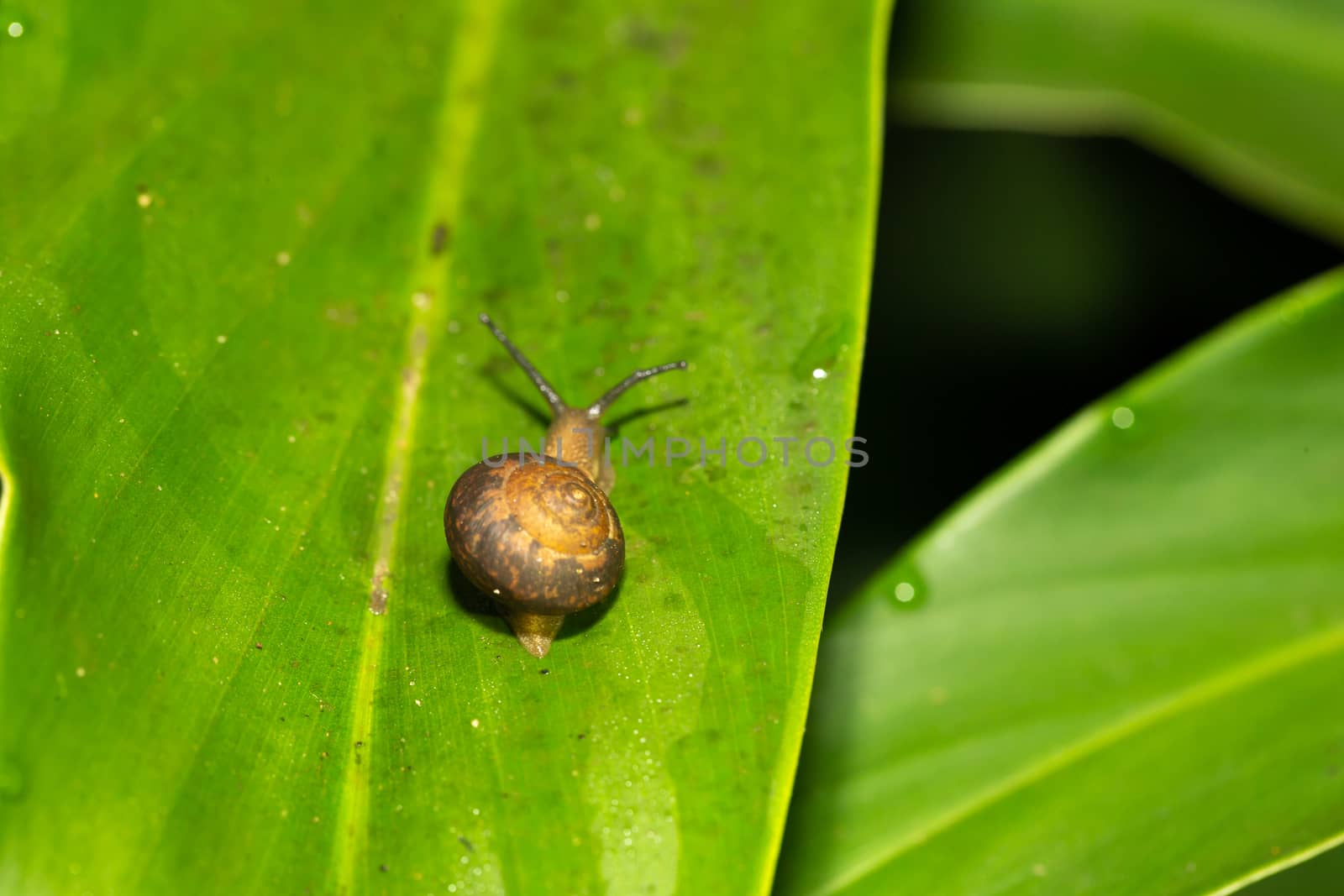 A small snail with its snail shell on a green leaf by 25ehaag6