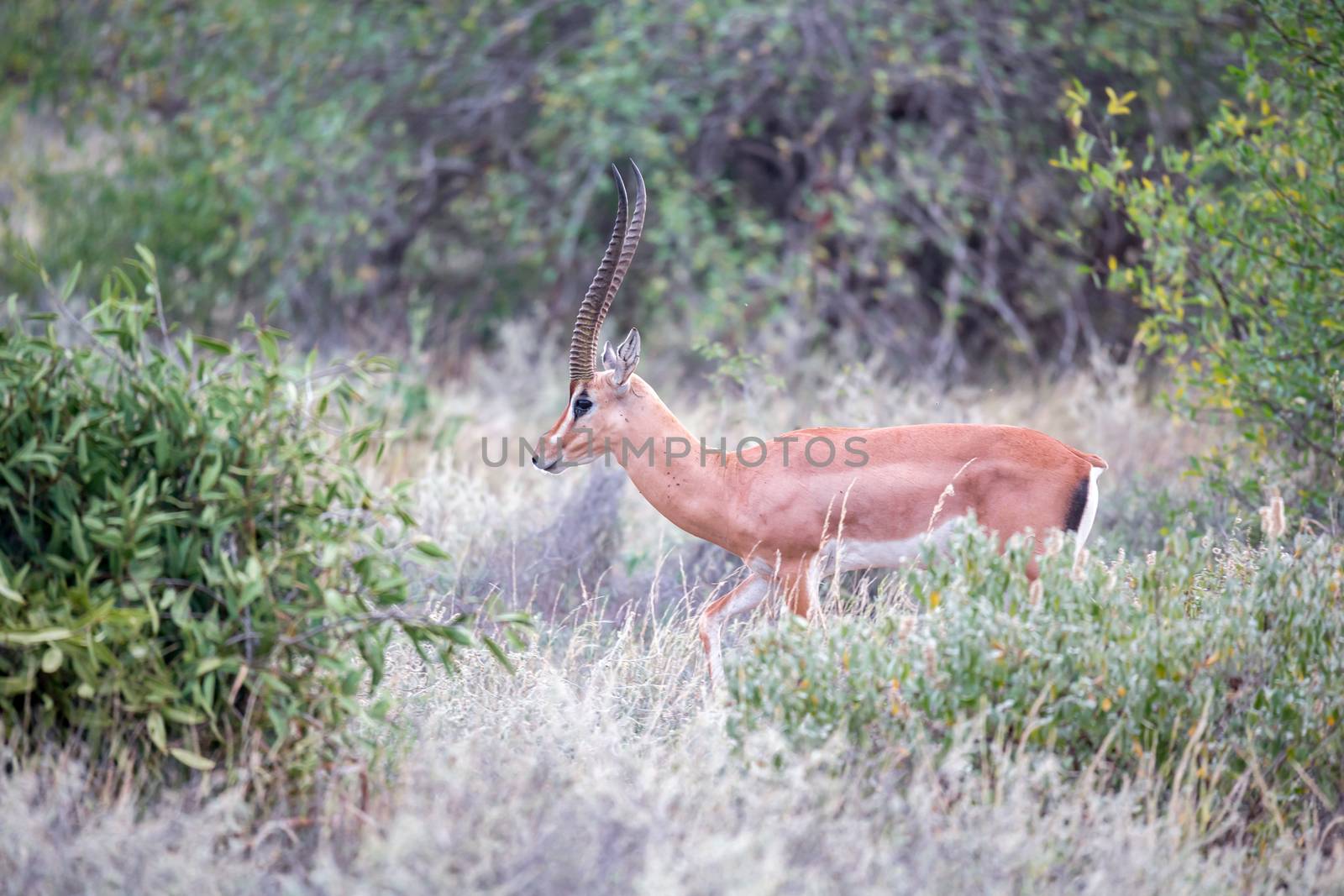 The Grant Gazelle grazes in the vastness of the Kenyan savannah