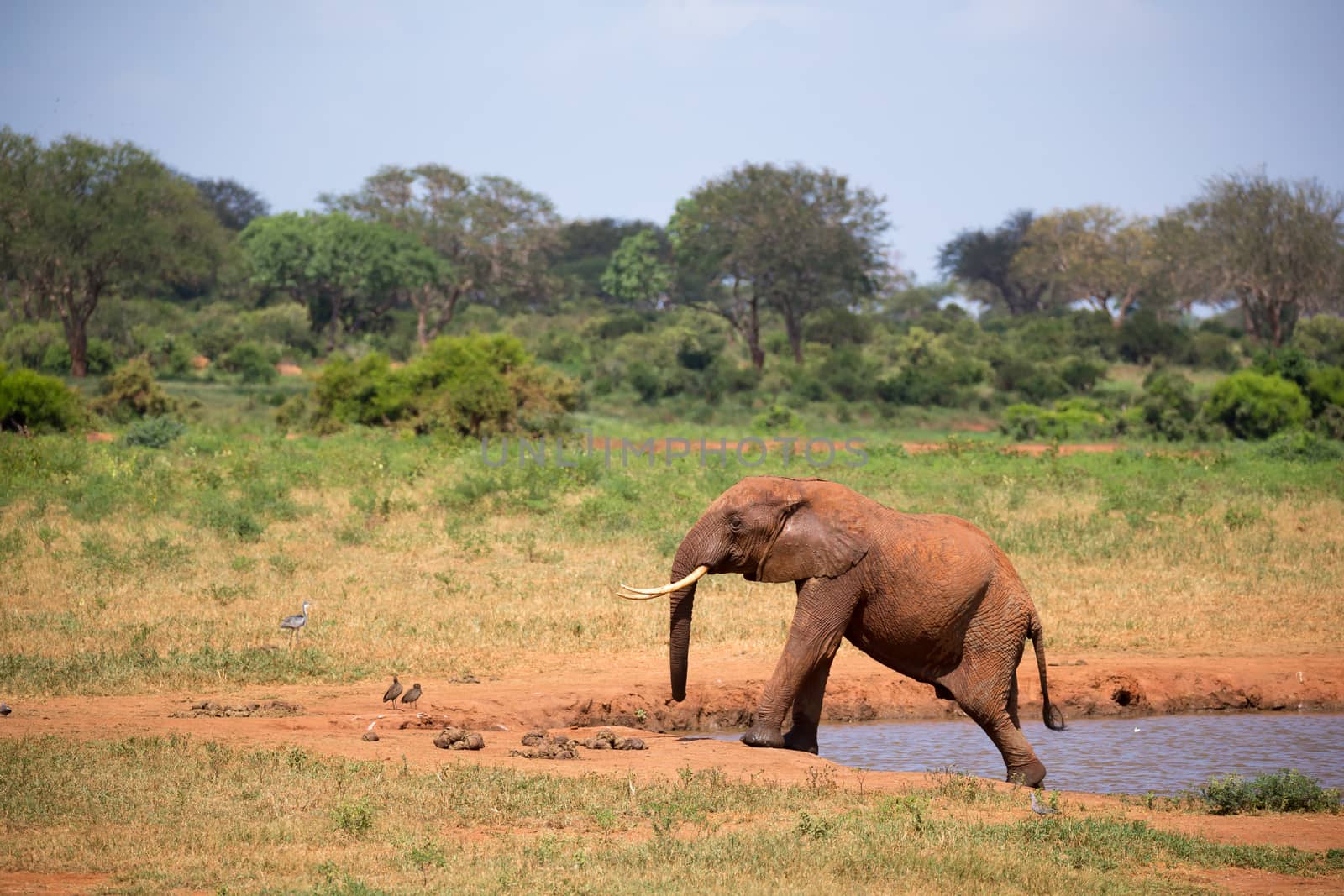 Elephant on the waterhole in the savannah of Kenya